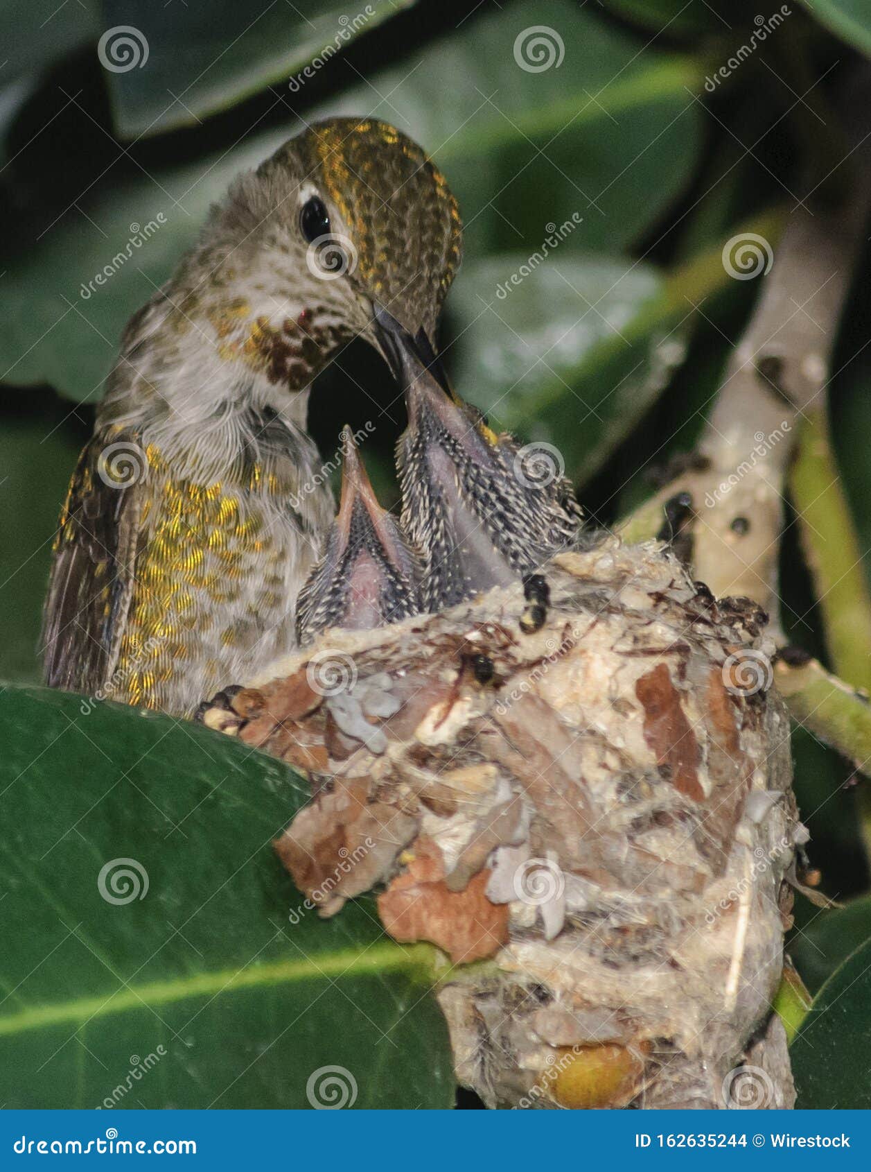 Vertical Shot of Bird Feeding Its Babies in Their Nest Stock Photo