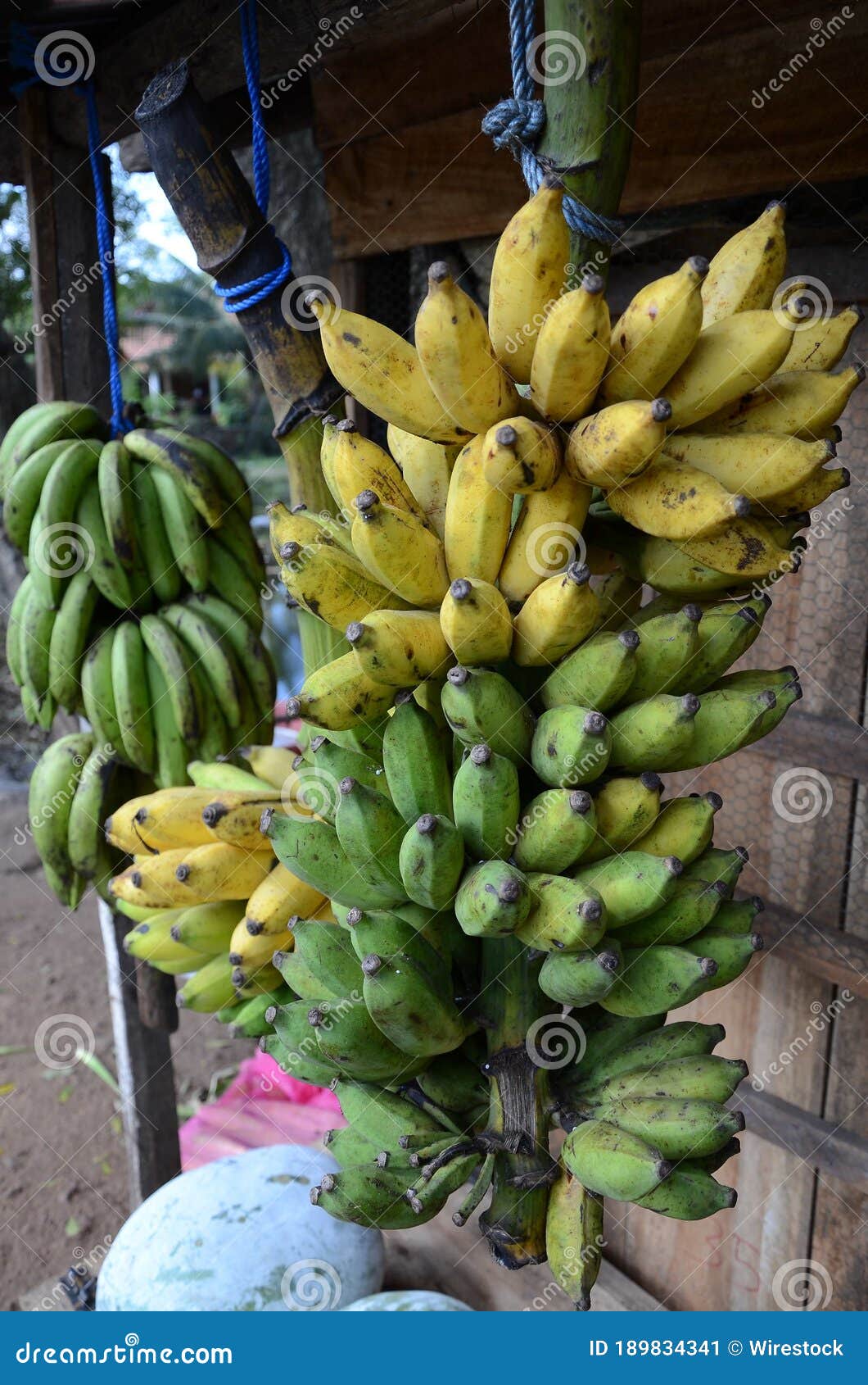 Vertical Shot of a Branch with Green and Yellow Bananas Stock Image Image of natural, food