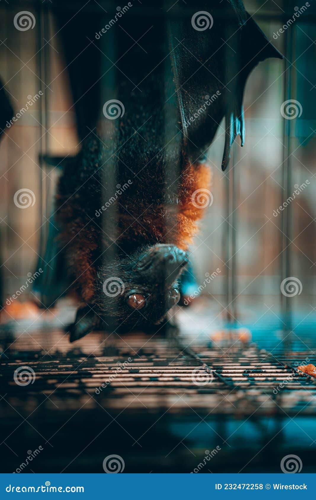Vertical Shot of a Brown Bat Hanging on the Cage Upside Down Stock