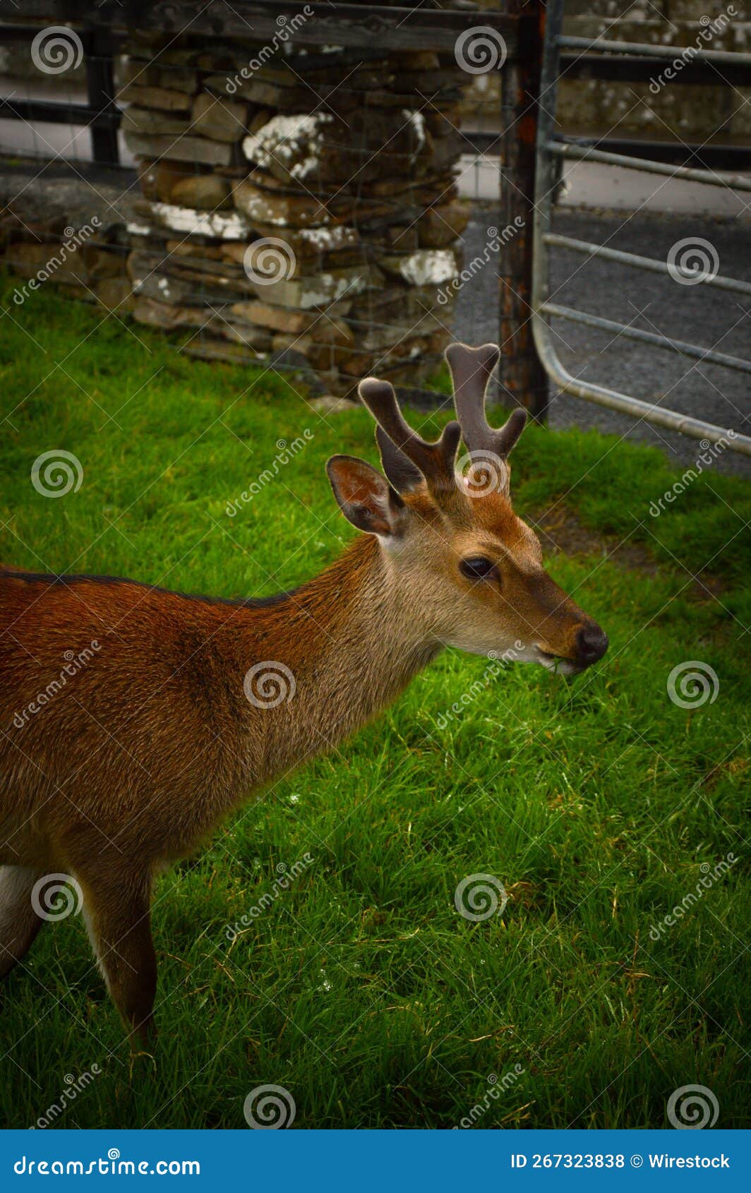 Vertical Shot of a Brown Deer on a Green Lawn Stock Photo Image of wild, lawn 267323838