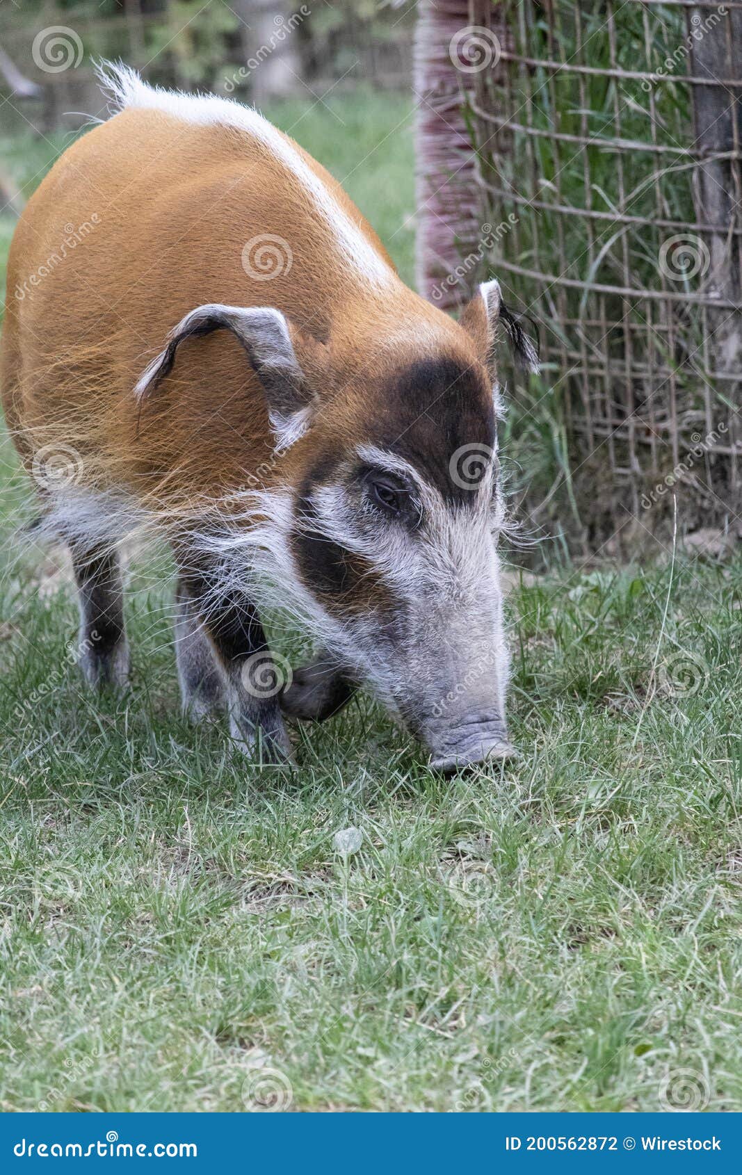 Vertical Shot of Brush Eared Pig Eating Grass on the Ground Stock Photo