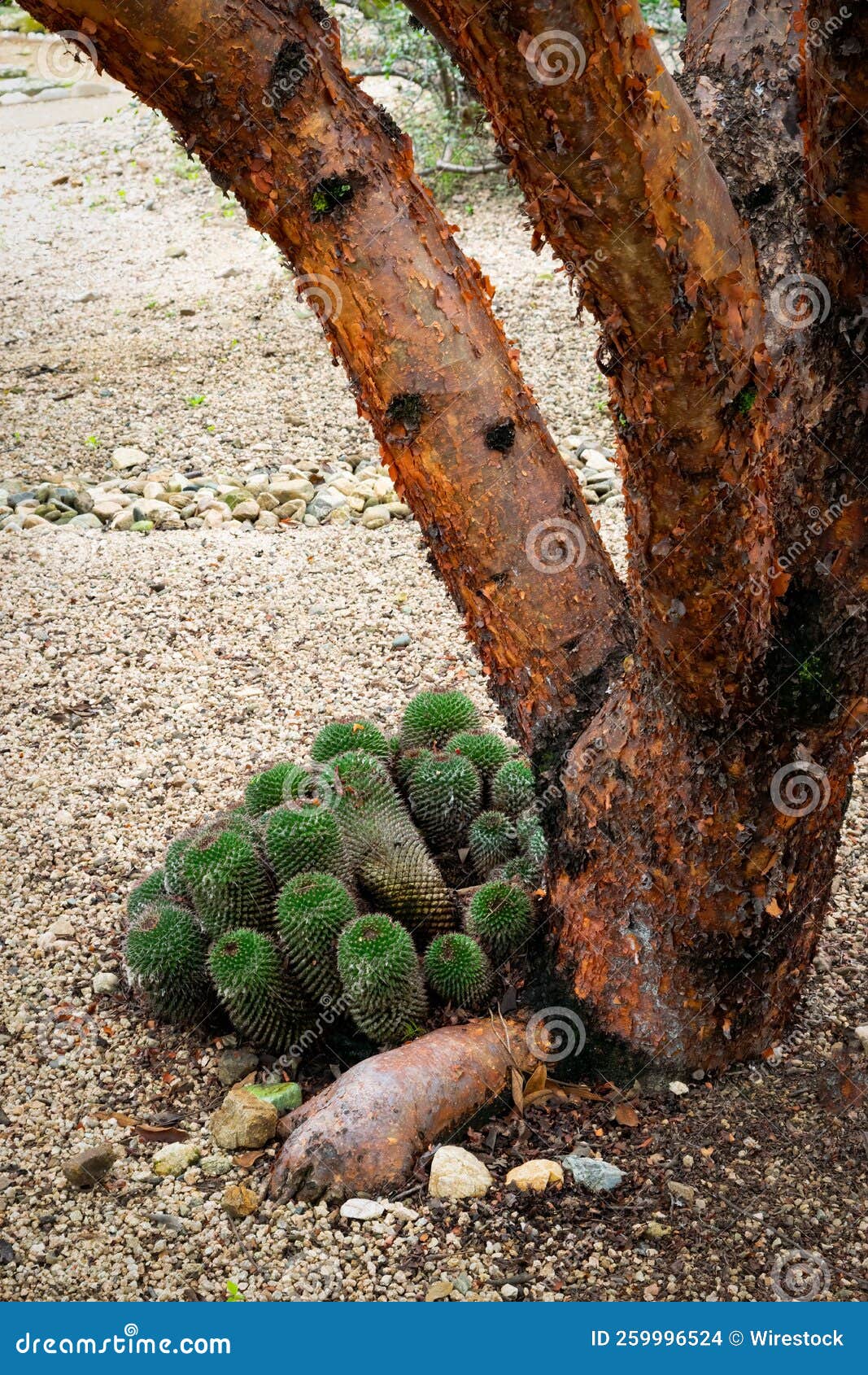 Vertical Shot of Cactus Plants Growing on the Side of the Roots of a