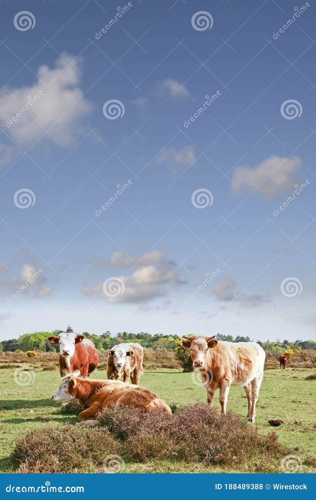 vertical shot of caws chilling in a field and observing the photographer during a hot summer day