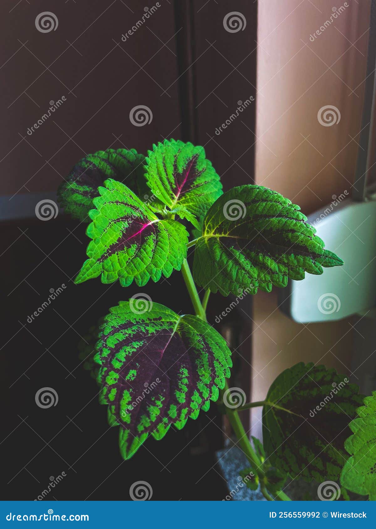 Vertical Shot of the Coleus Leaves Stock Photo Image of freshness