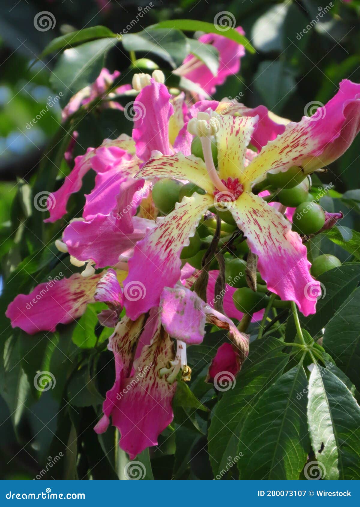 Vertical Shot Of A Colorful Floss Silk Tree Flower With Green Leaves On The Background Stock Image Image Of Vibrant Closeup Vertical Shot Of A Colorful Floss Silk Tree Flower With Green Leaves On The Background Stock Image Image Of Vibrant Closeup