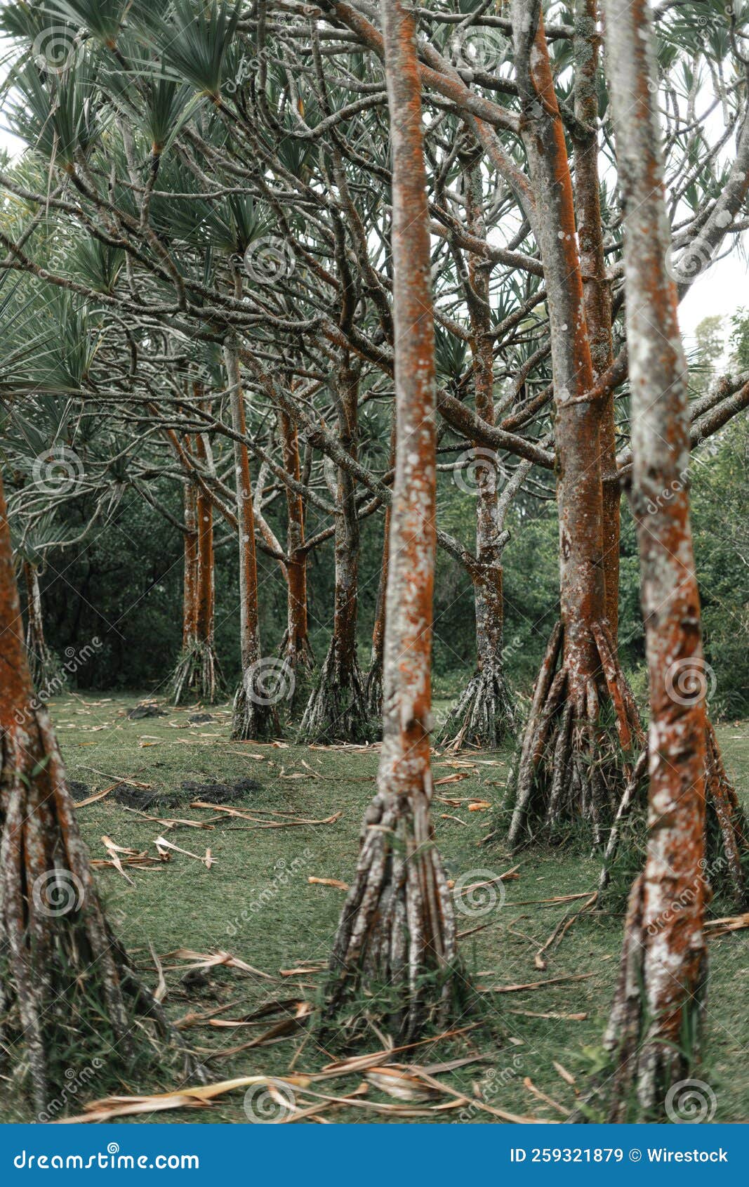 Vertical Shot of a Common Screwpine Tree (Pandanus Utilis) Forest