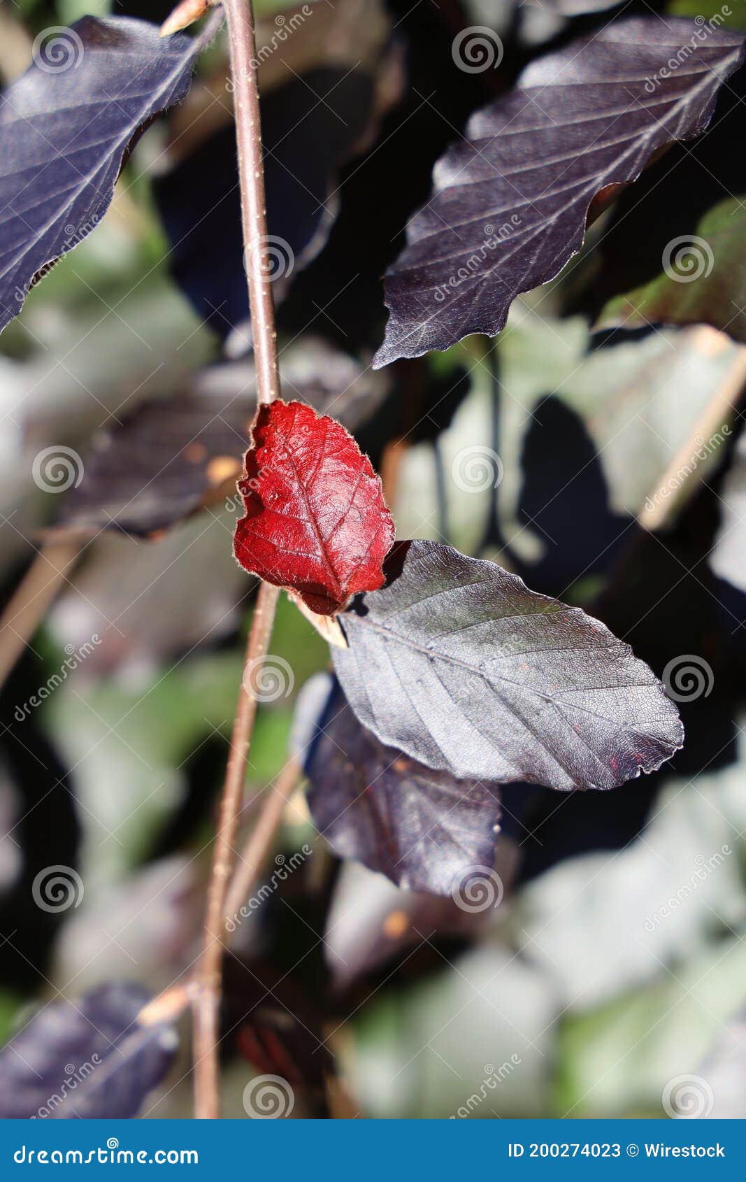 Vertical Shot of a Copper Beech Plant Stock Image Image of detail
