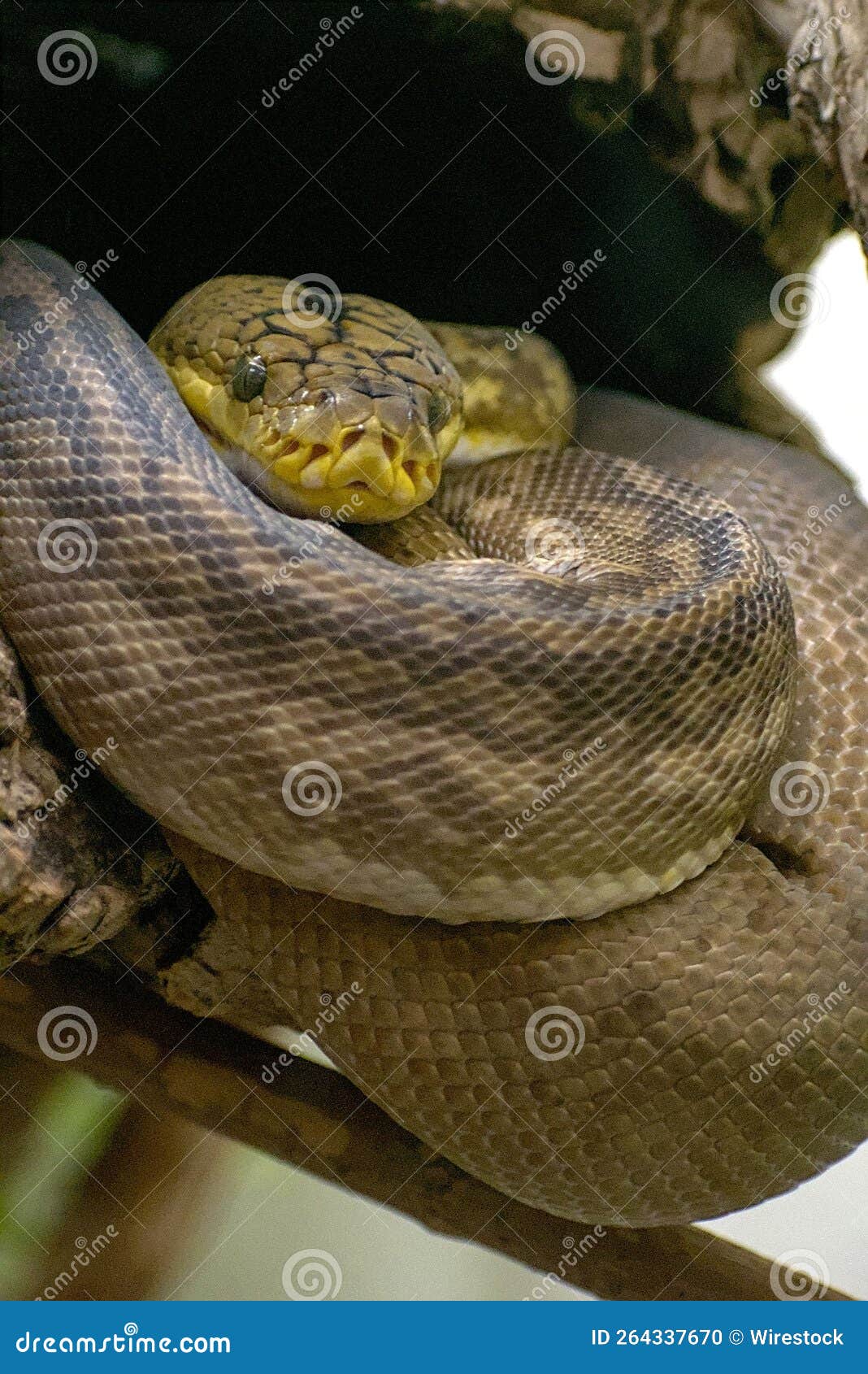 vertical shot of a dangerous timor python (python timoriensis) resting on a tree in a zoo cage