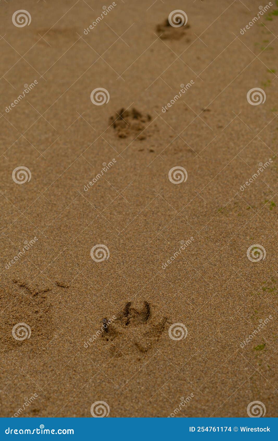 Cat Paws In The Sand, Closeup. Cat Using Toilet, Cat In Litter Box, For