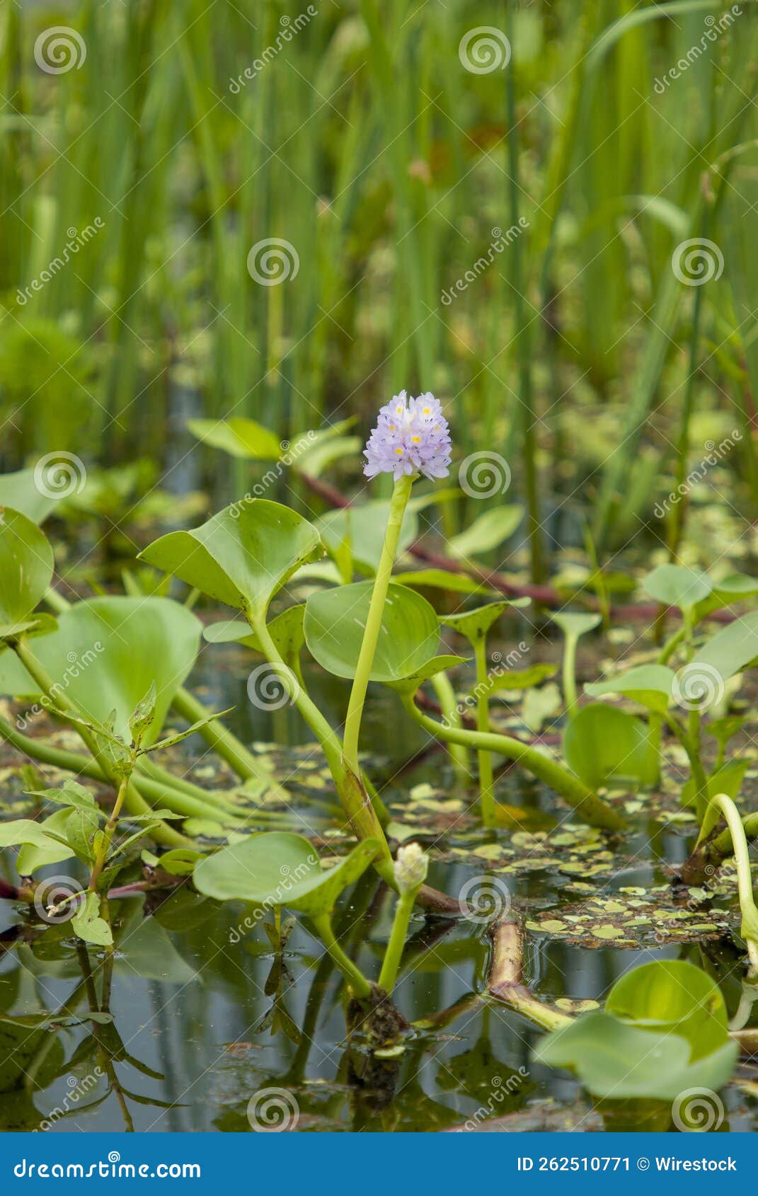 vertical shot of eichornia water hyacinth  in a pond