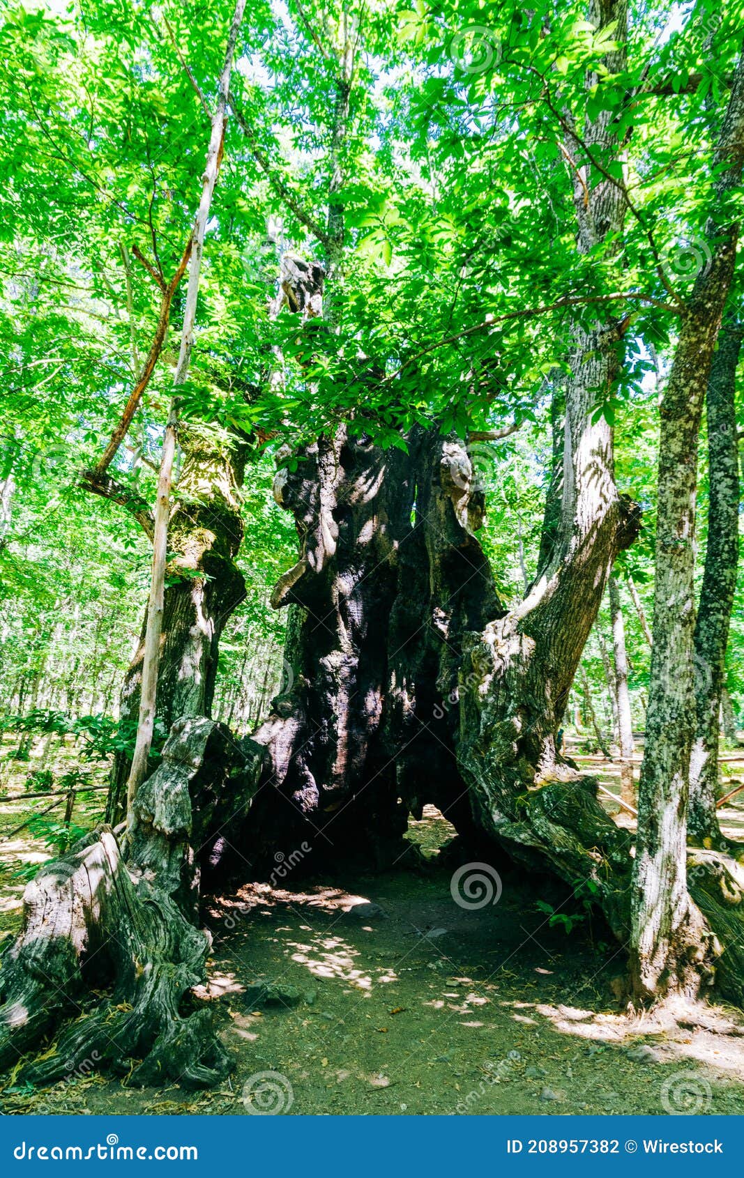 vertical shot of the el abuelo chestnut tree in avila, castile, spain