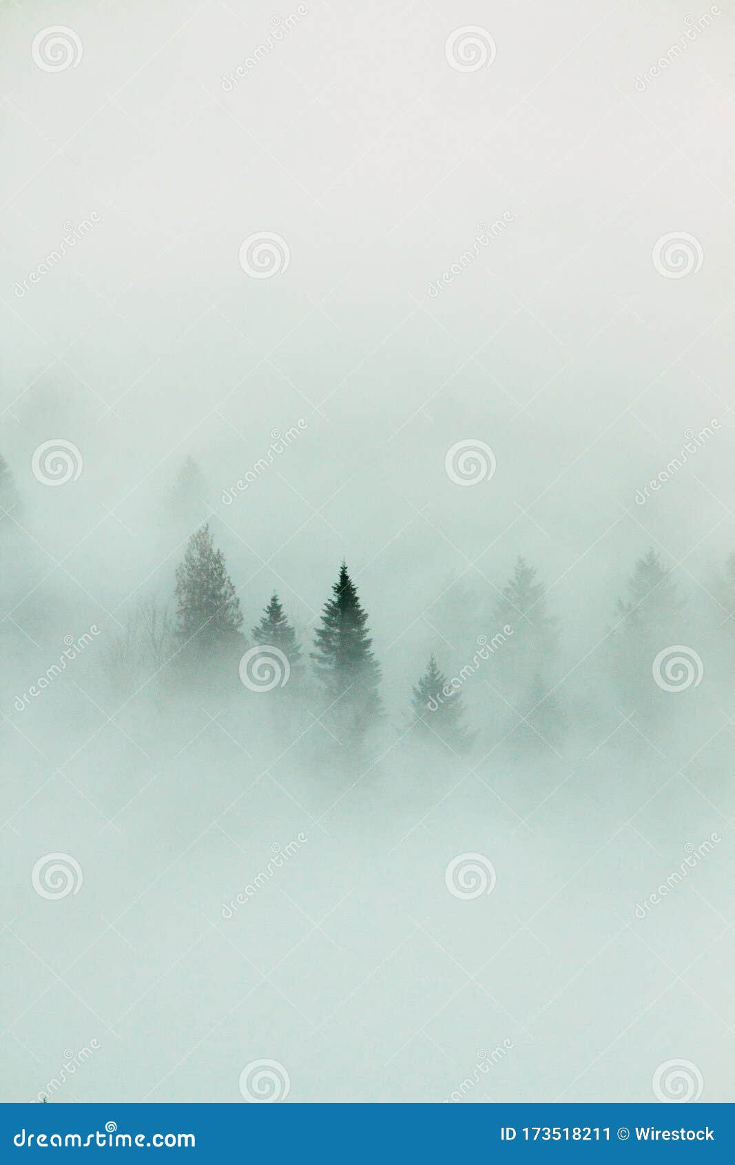 Vertical Shot Of An Extremely Foggy Forest With A Few Visible Tree Tops Stock Image Image Of Travel Ecology Vertical Shot Of An Extremely Foggy Forest With A Few Visible Tree Tops Stock Image Image Of Travel Ecology