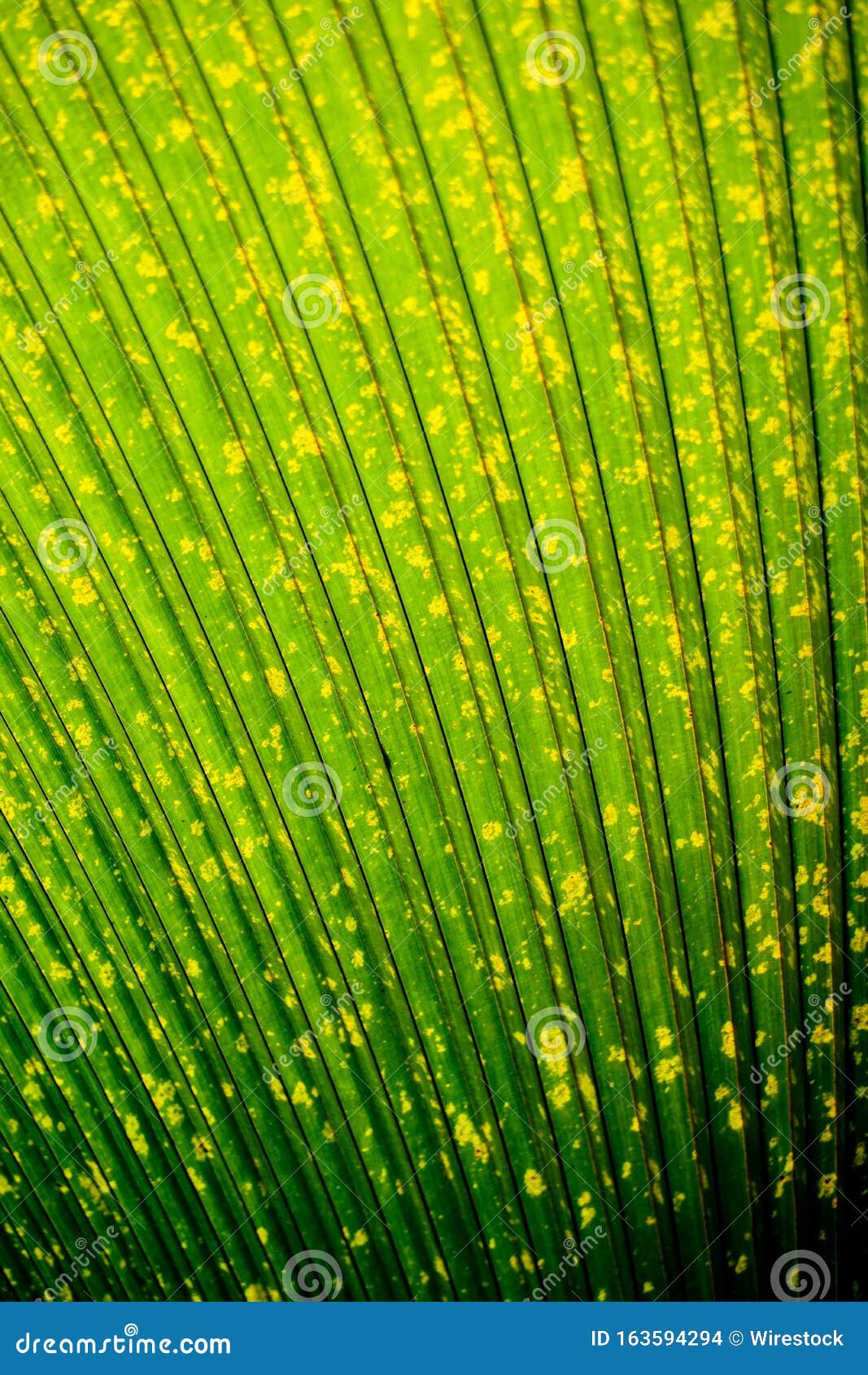 Vertical Shot of a Fanshaped Leaf of an Exotic Plant Perfect for a