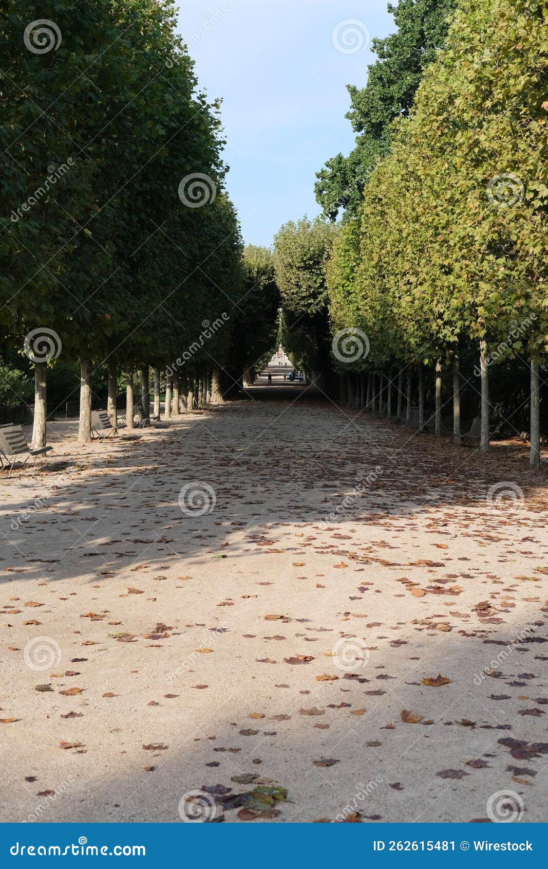 vertical shot of a footpath passing through trees in the garden of plants in paris