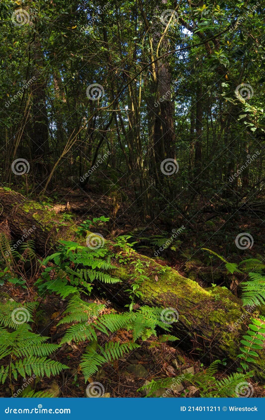 Vertical Shot of a Forest with Trees and Plantations Stock Image