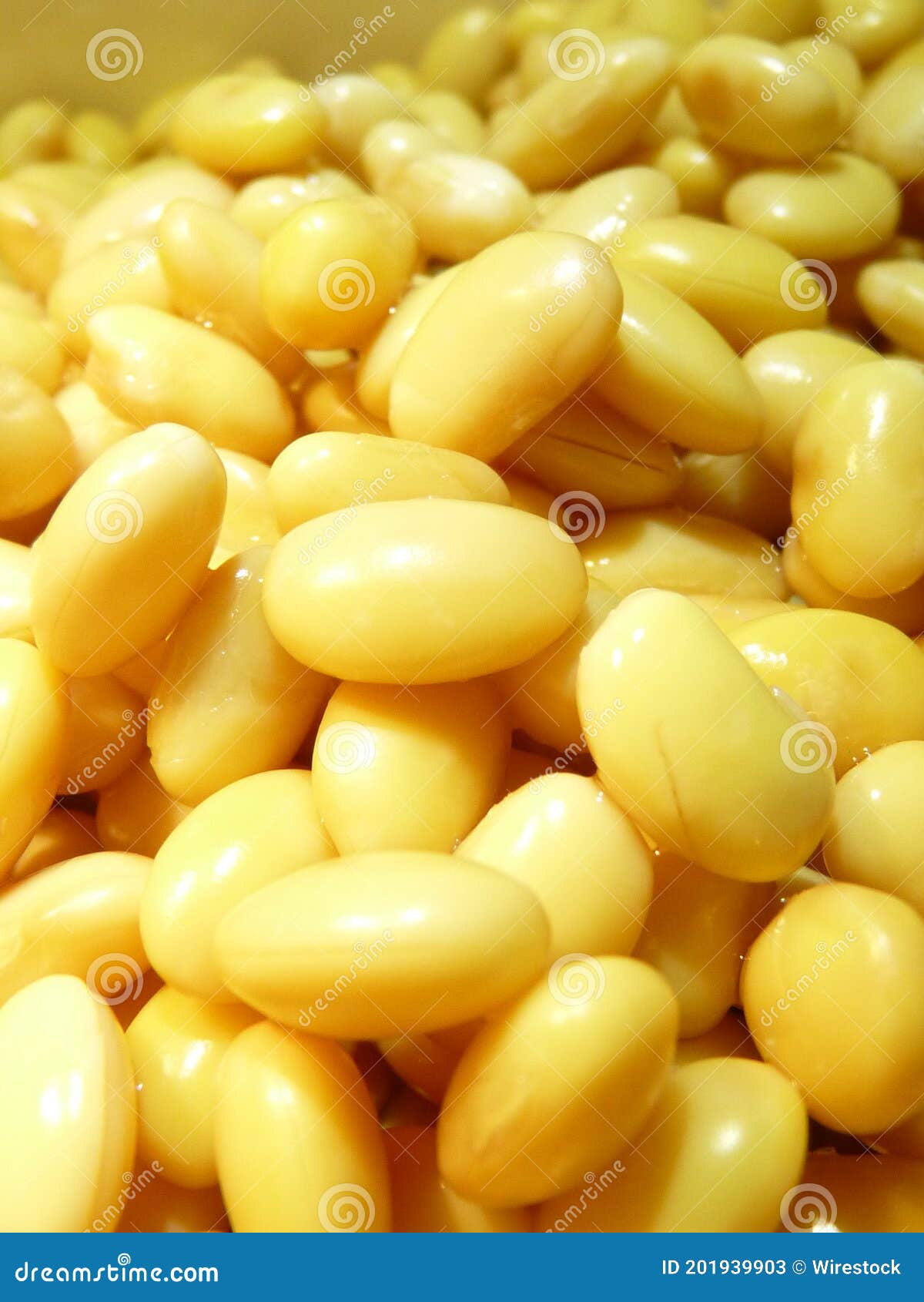 Vertical Shot of Fresh Soybeans Rich with Protein Stock Image Image