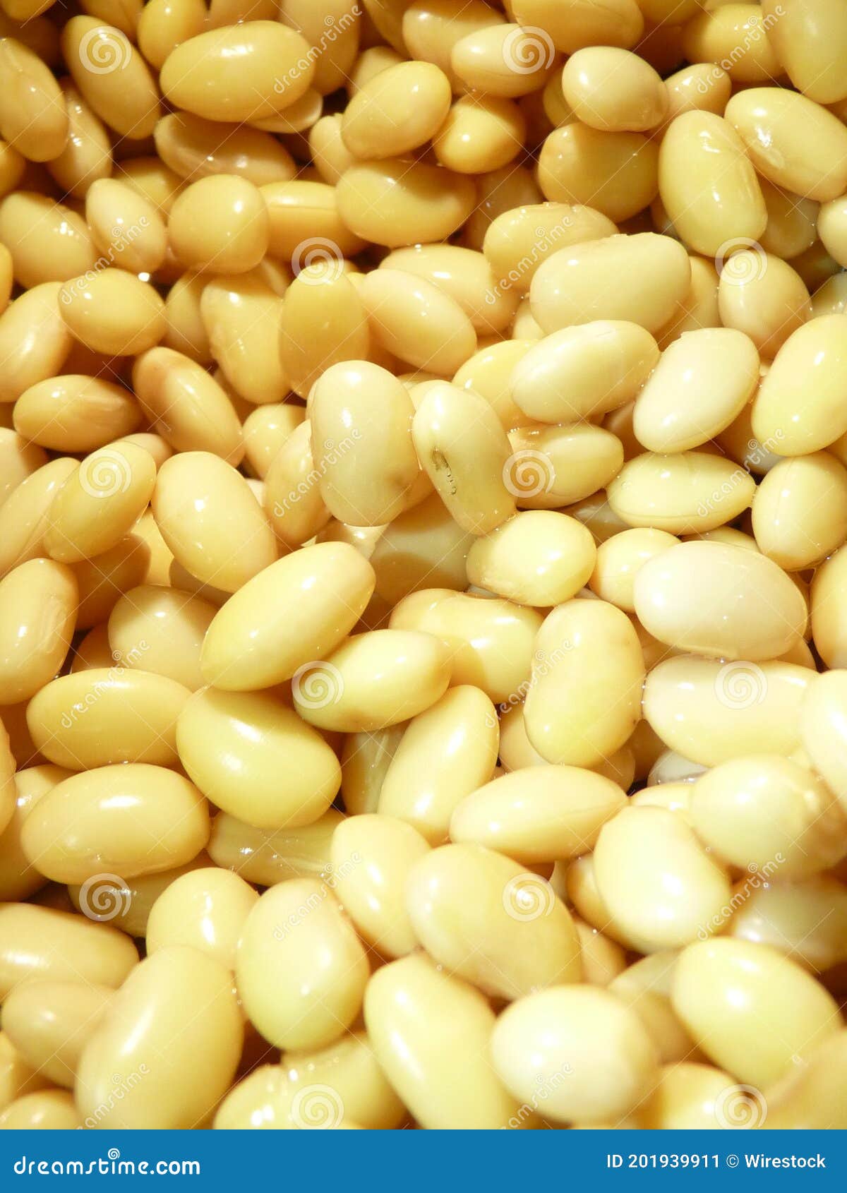 Vertical Shot of Fresh Soybeans Rich with Protein Stock Image Image