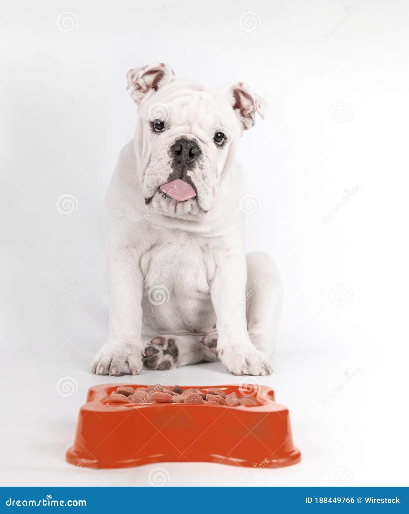 299 Bulldog English Food Photos Free Royalty Free Stock Photos From Dreamstime