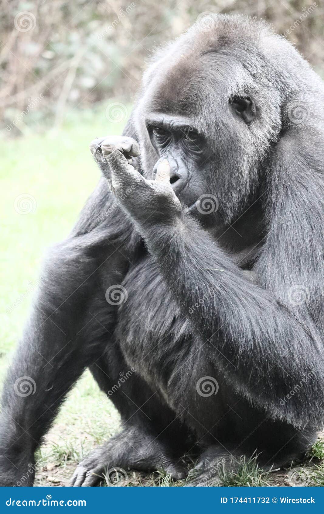Vertical Shot of a Gorilla Cleaning Its Nose Stock Photo Image of