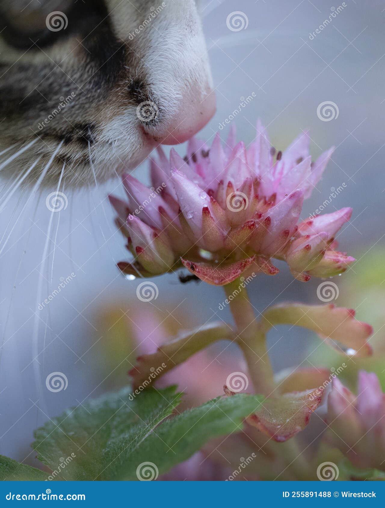 Vertical Shot of a Gray Tabby Cat Smelling a Flower Stock Photo Image of nature, domestic