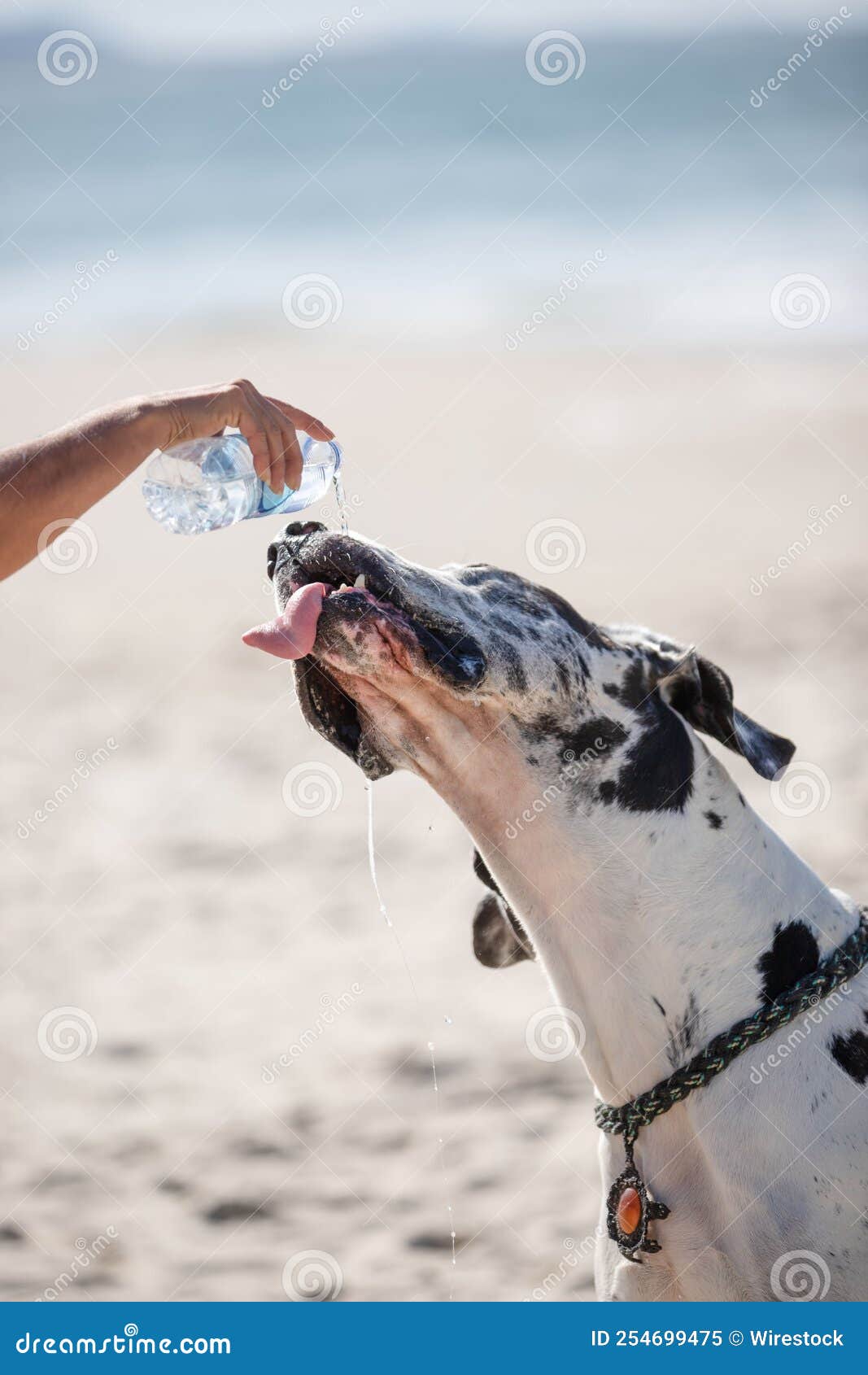 Great dane sale drinking water