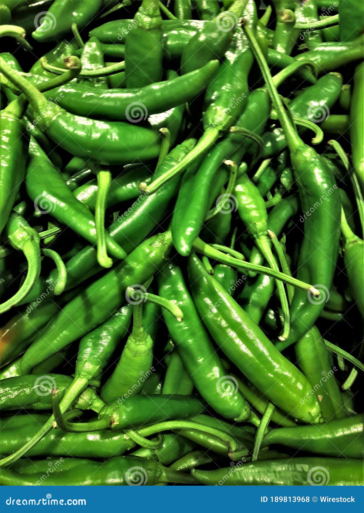 Vertical Shot of Green Serrano Chile Peppers Stock Photo Image of