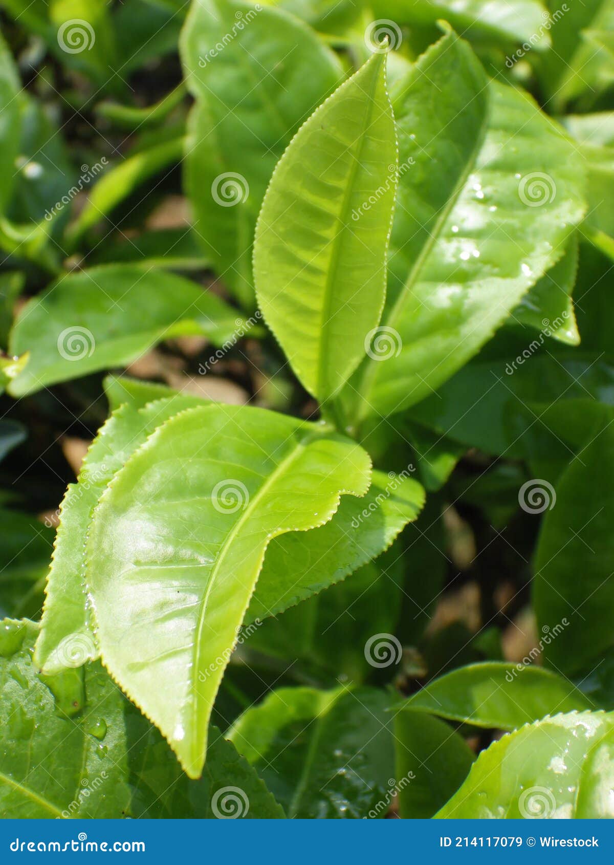 Vertical Shot of Growing Fresh Tea Leaves in the Greenery Stock Image