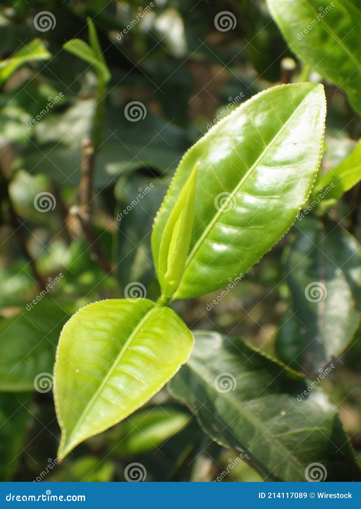 Vertical Shot of Growing Fresh Tea Leaves in the Greenery Stock Image