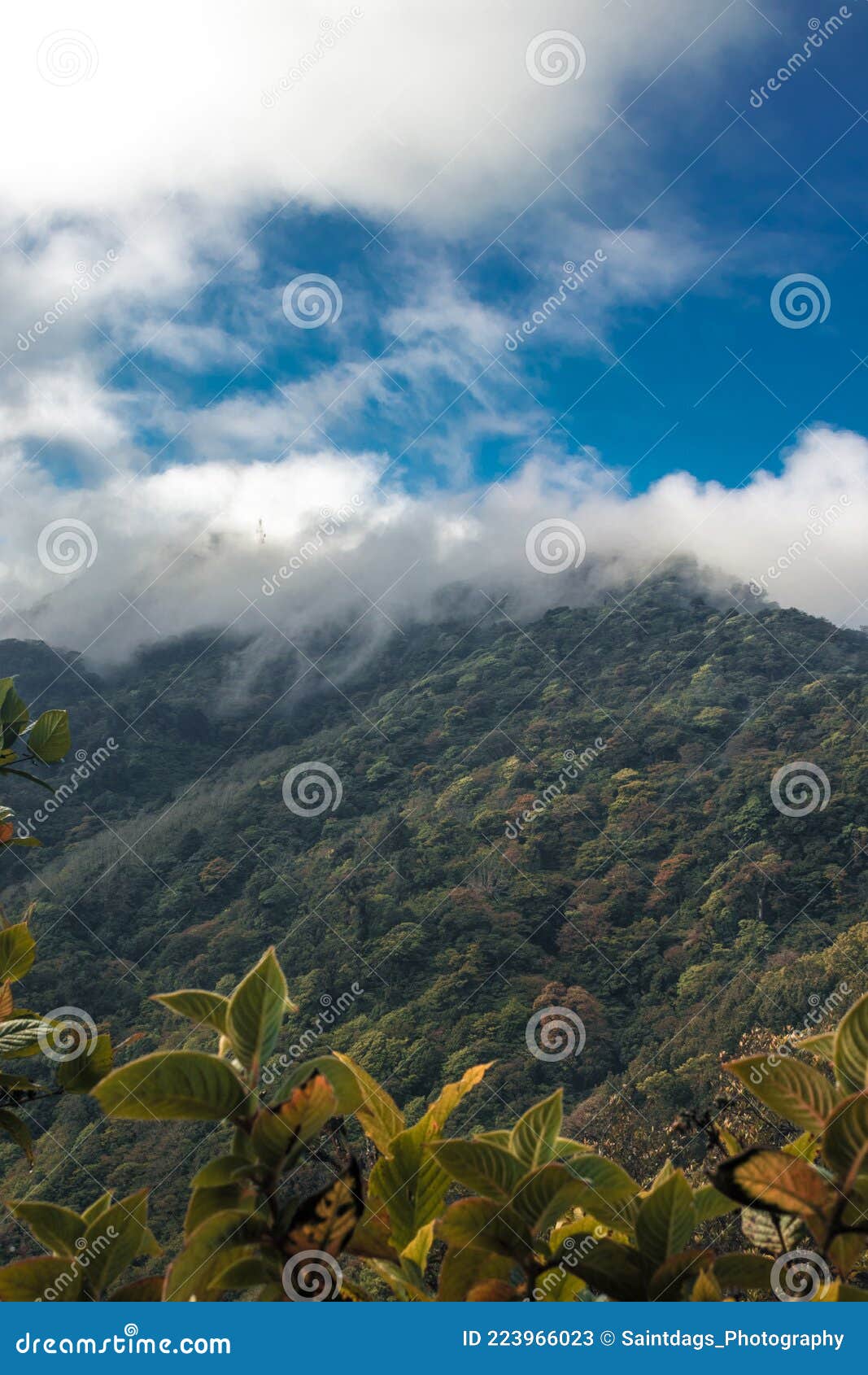 vertical shot of a hill full of trees and a beautiful landscape on a cloudy morning in the green hills of escazu covered with