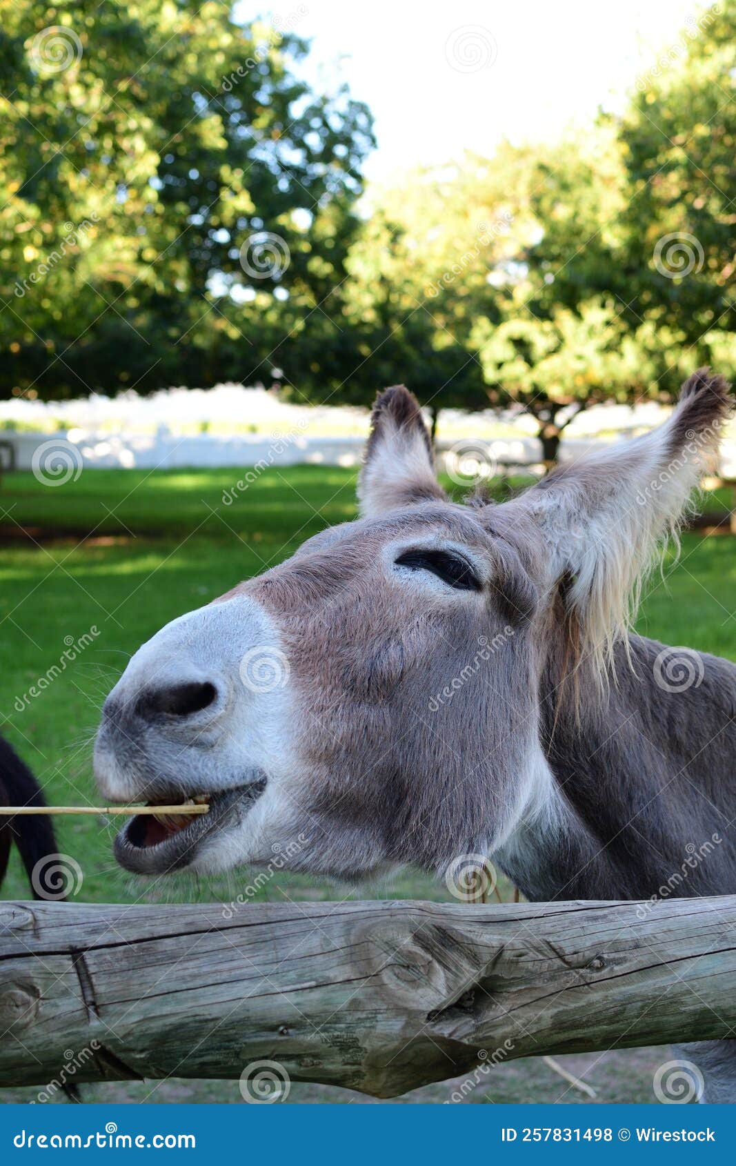 Vertical Shot of an Irish Donkey Face Stock Photo Image of wildlife, meadow 257831498
