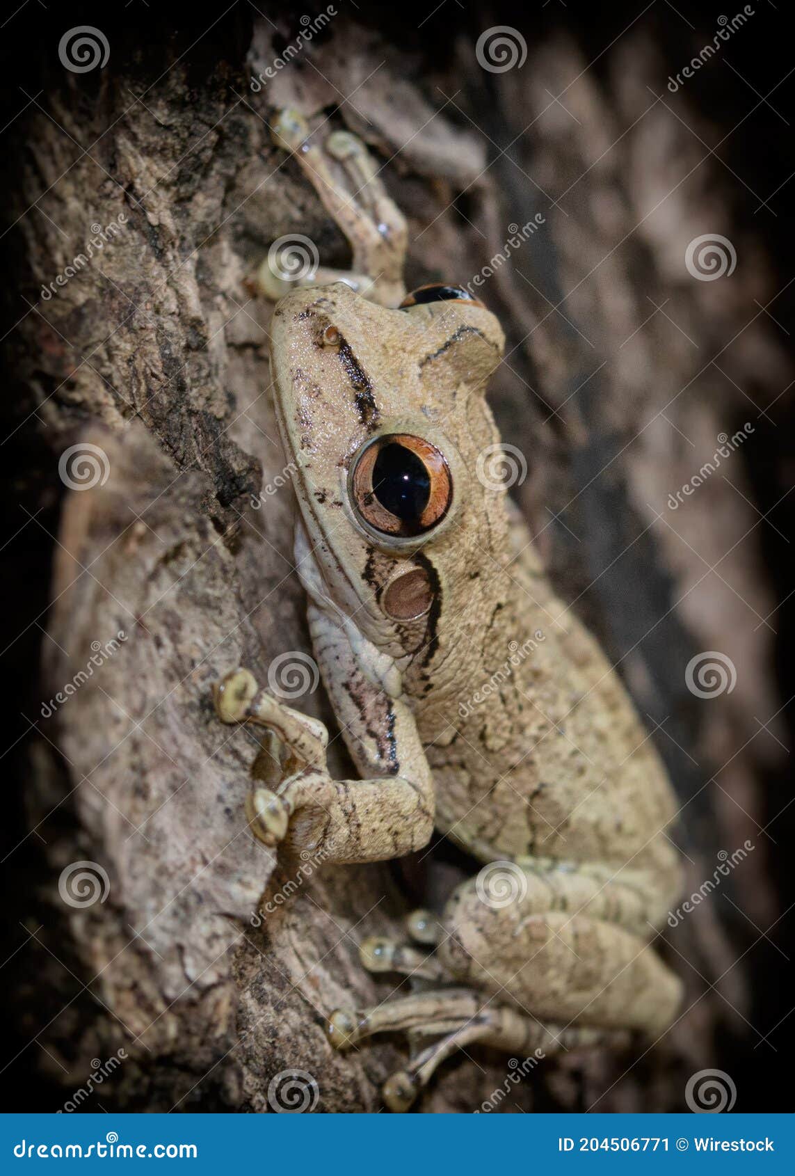 vertical shot of a little file-eared tree frog on a tree