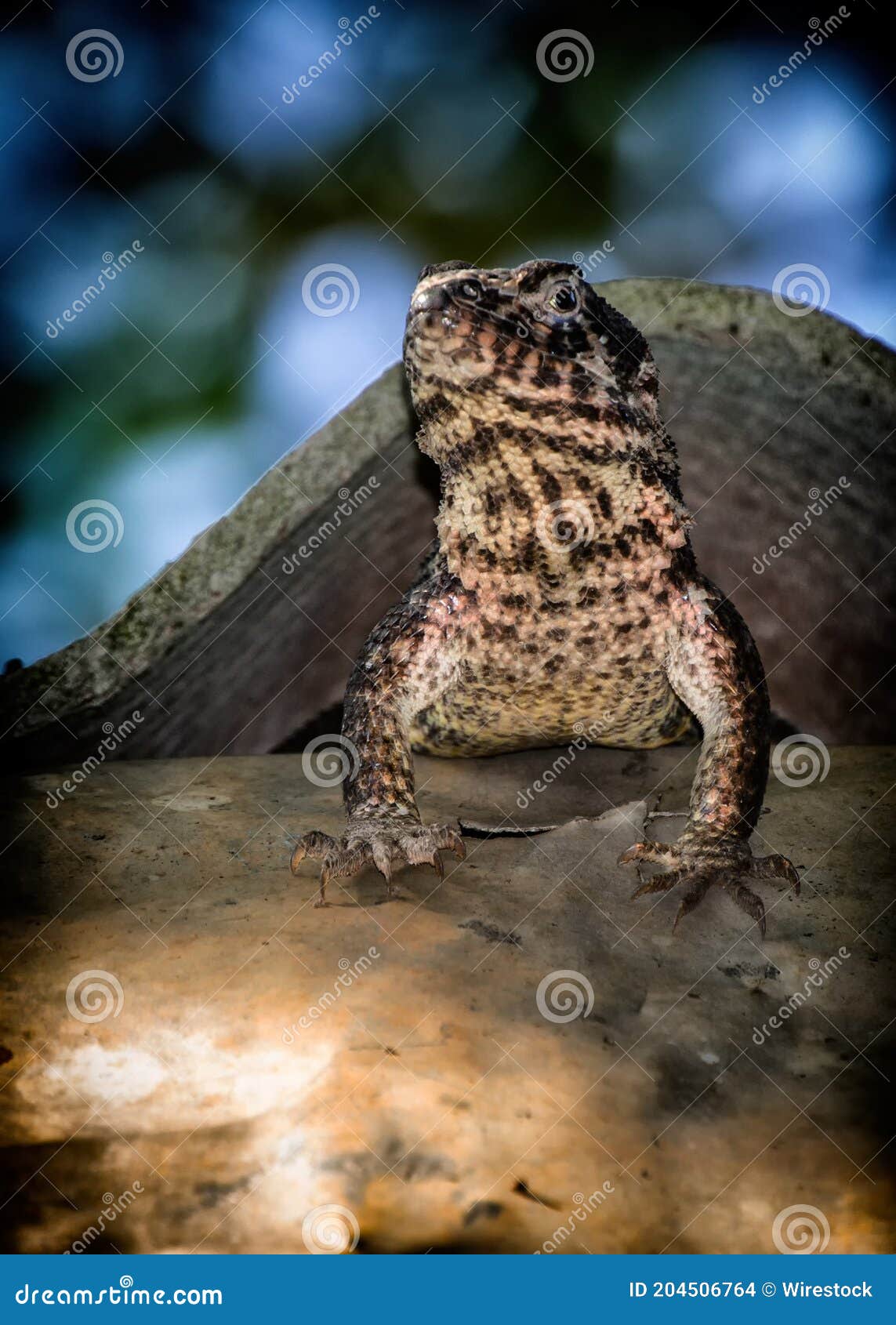 vertical shot of a little file-eared tree frog