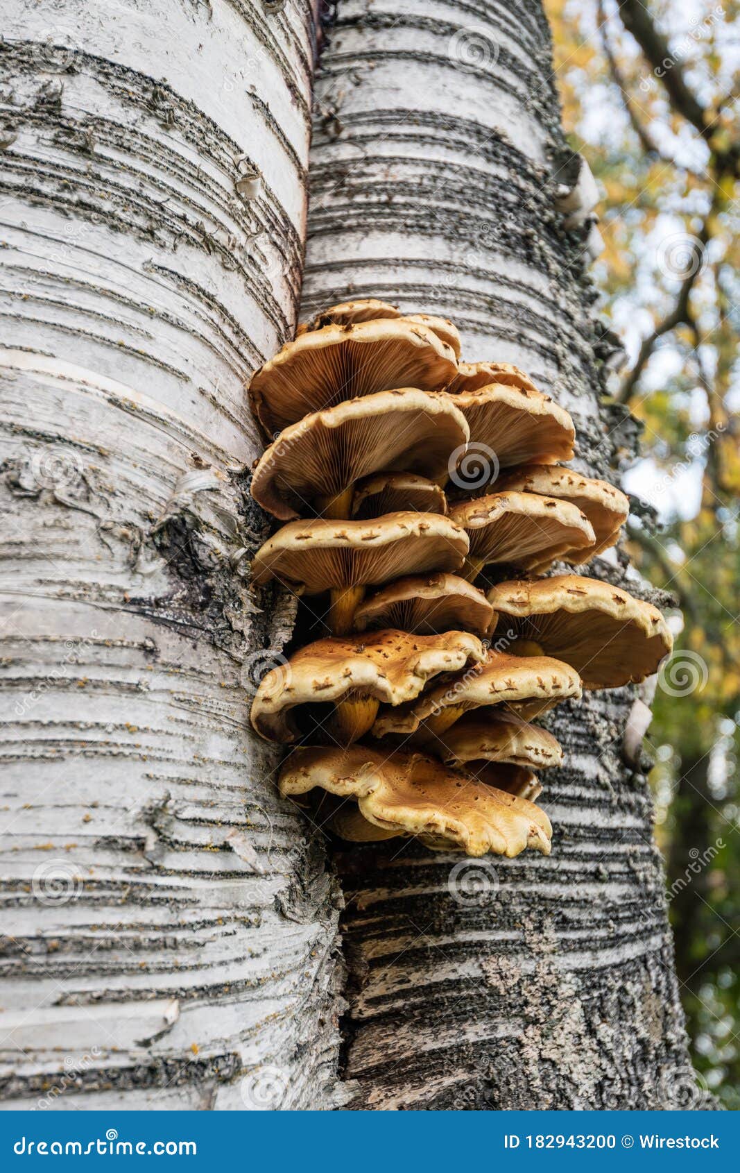 Vertical Shot of Mushrooms Growing on a Tree Under the Sunlight at