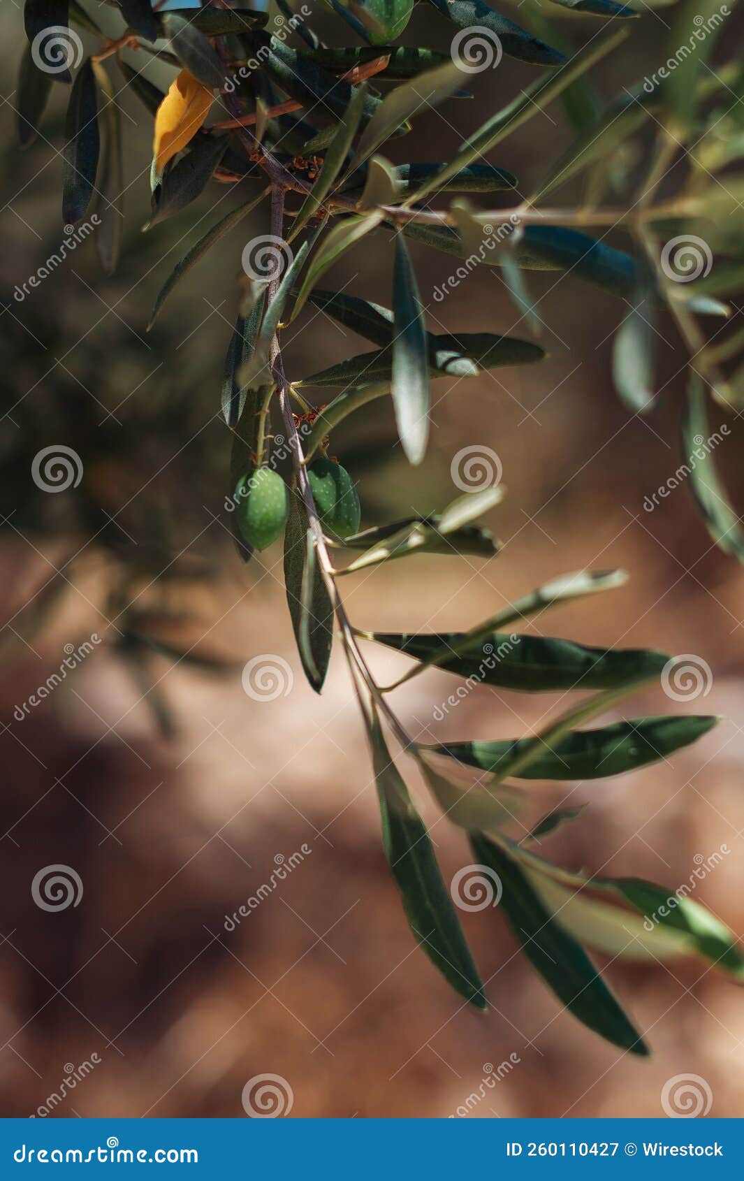 Vertical Shot of an Olive Tree Growing in the Garden Stock Image