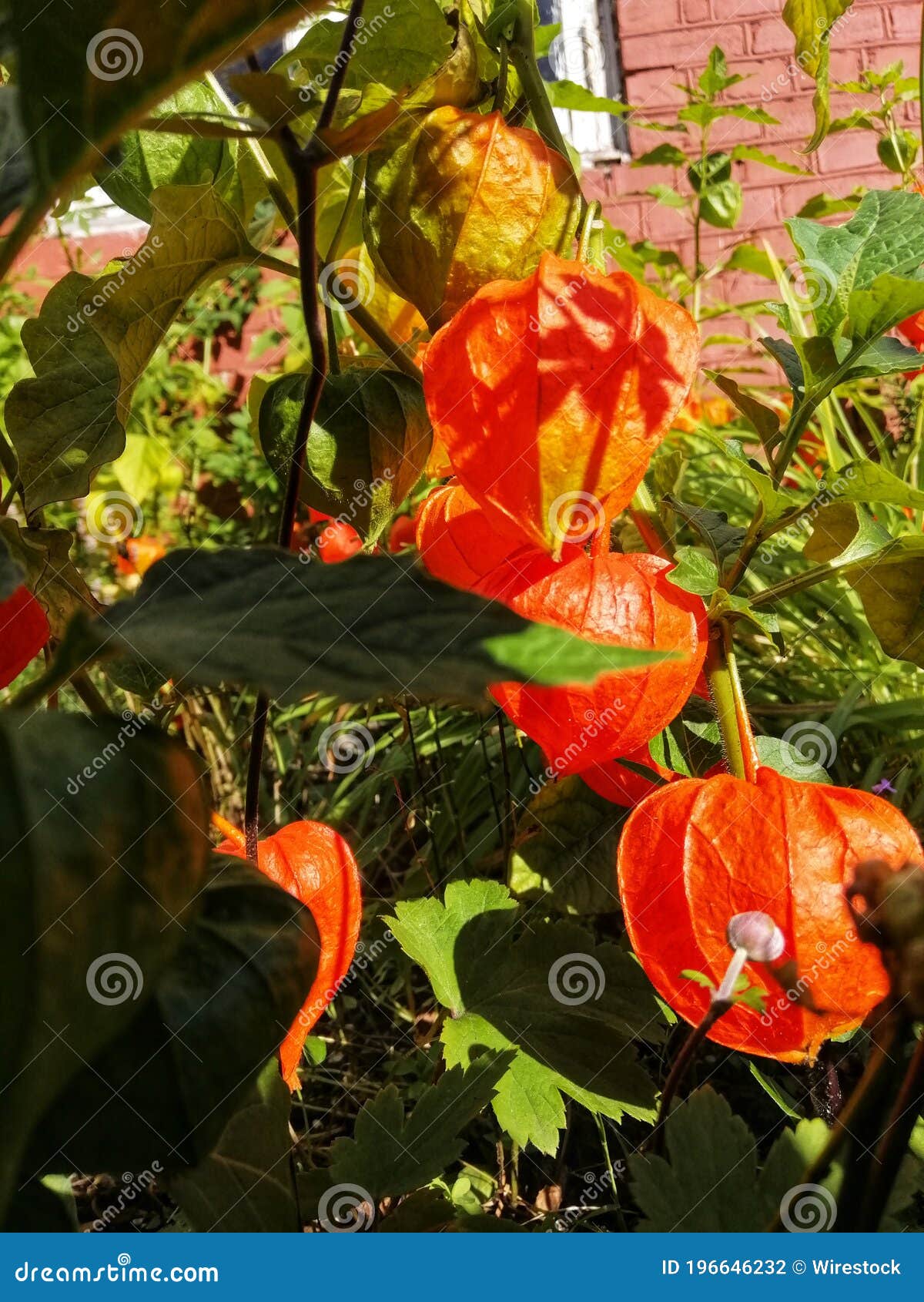 15 426 Winter Cherry Plant Photos Free Royalty Free Stock Photos From Dreamstime