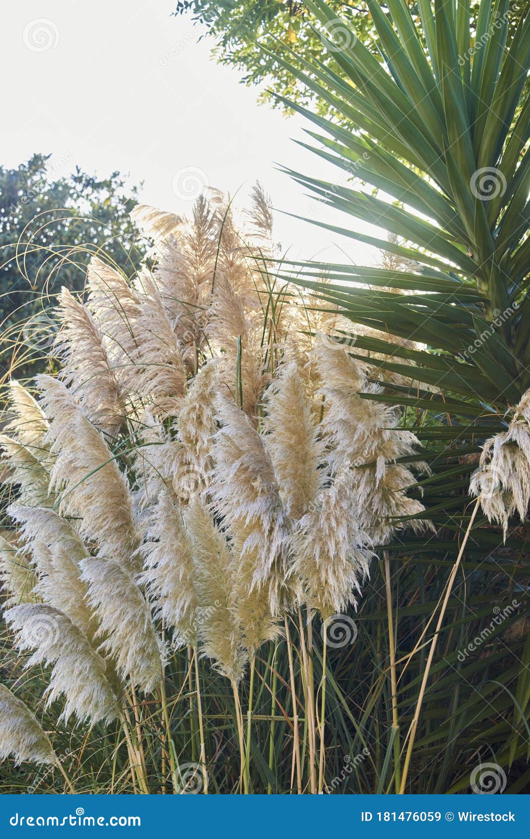 Vertical Shot of Pampas Grass Surrounded by Leaves in a Field Under the