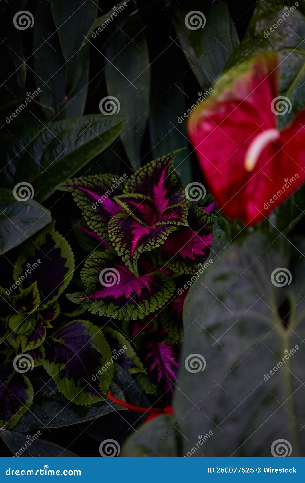 Vertical Shot of the Pink and Green Plant Stock Image Image of bloom