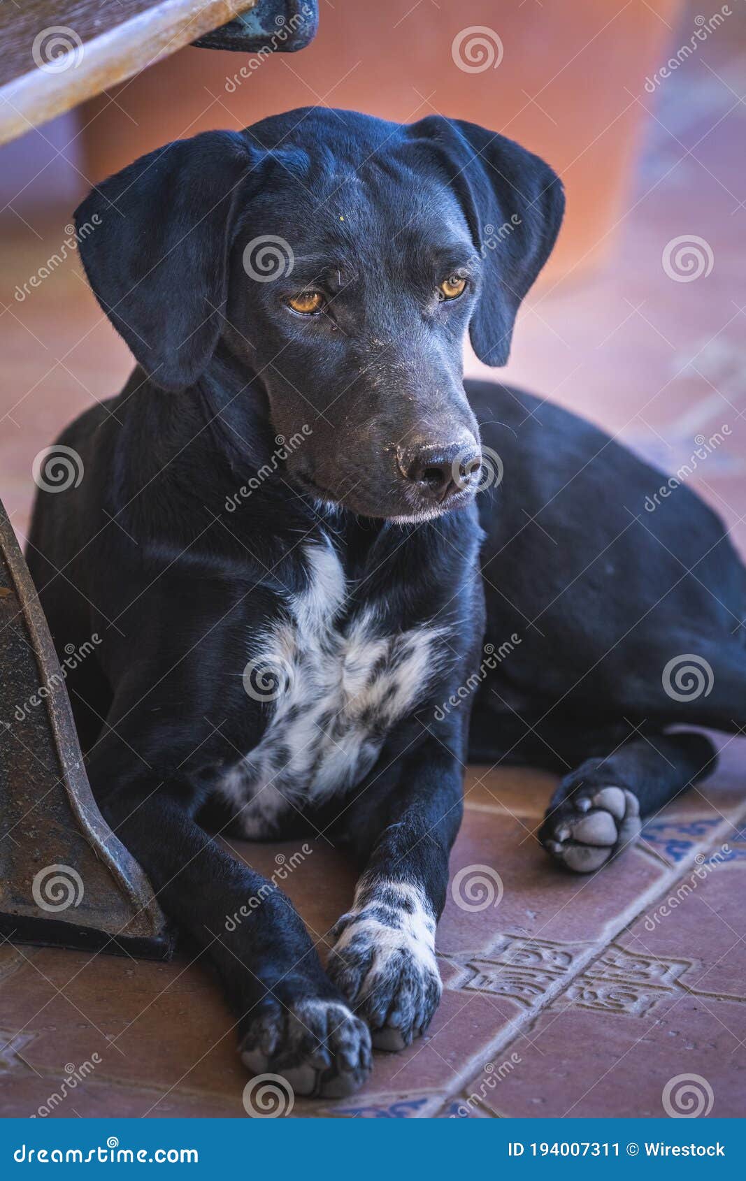 What Is A Plott Hound Lab Mix