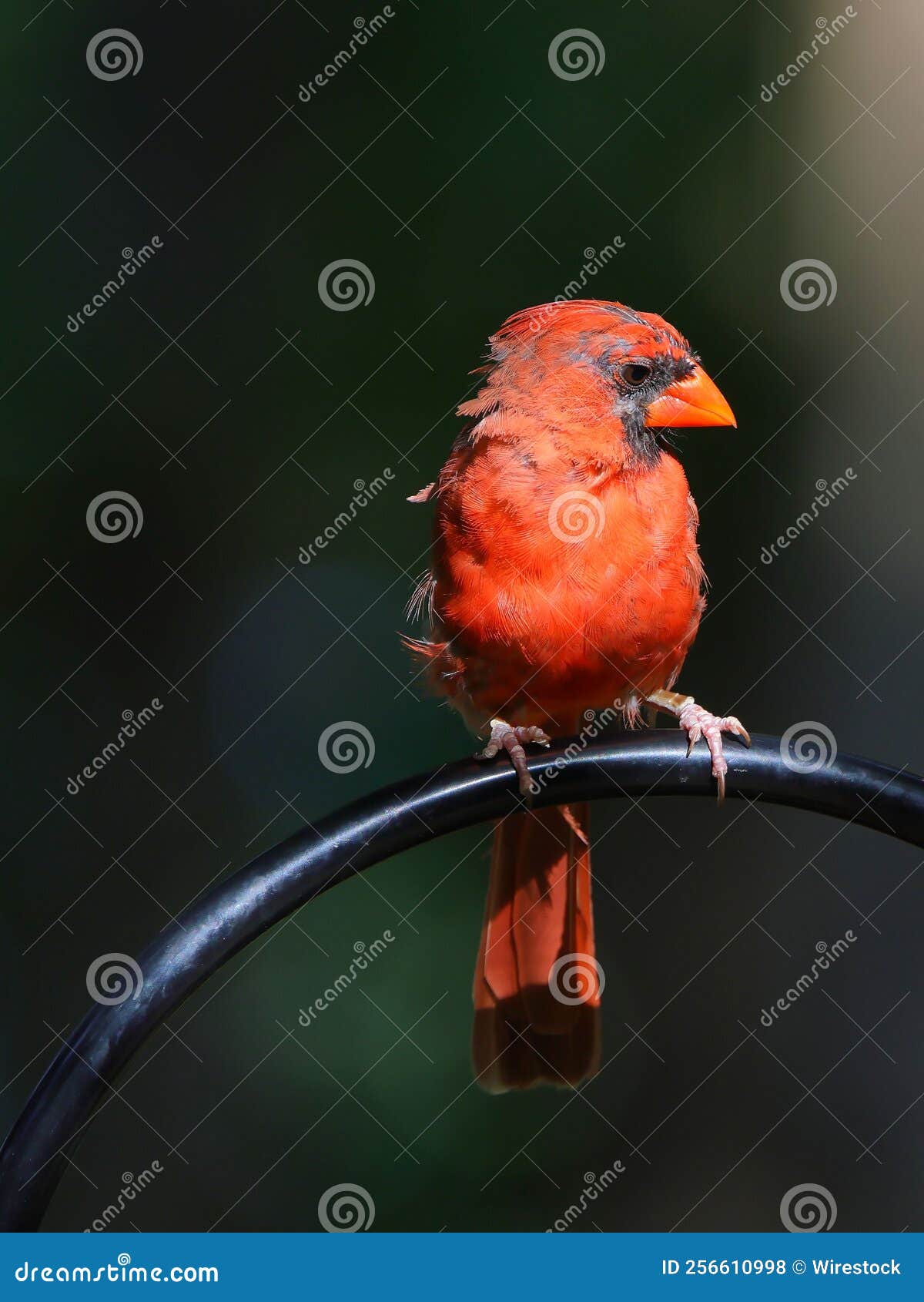 Vertical Shot of a Red Cardinal Bird Stock Photo Image of natural