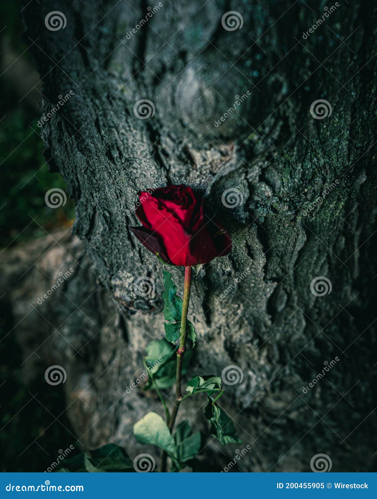Vertical Shot of the Red Rose Leaned on the Tree Great for Wallpapers Stock Image Image of