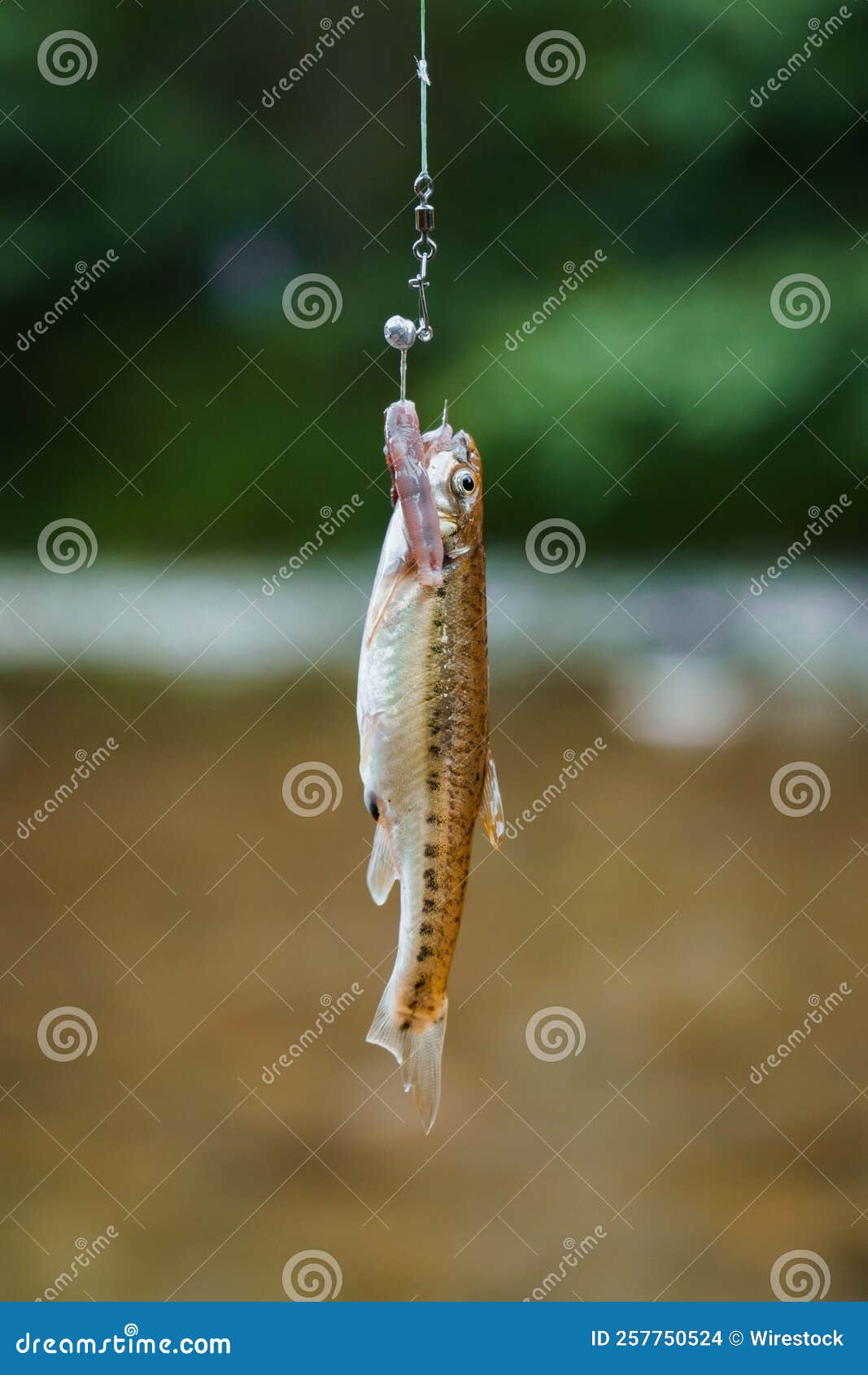 Vertical Shot of a Small Fish Caught on a Fishing Tackle on a