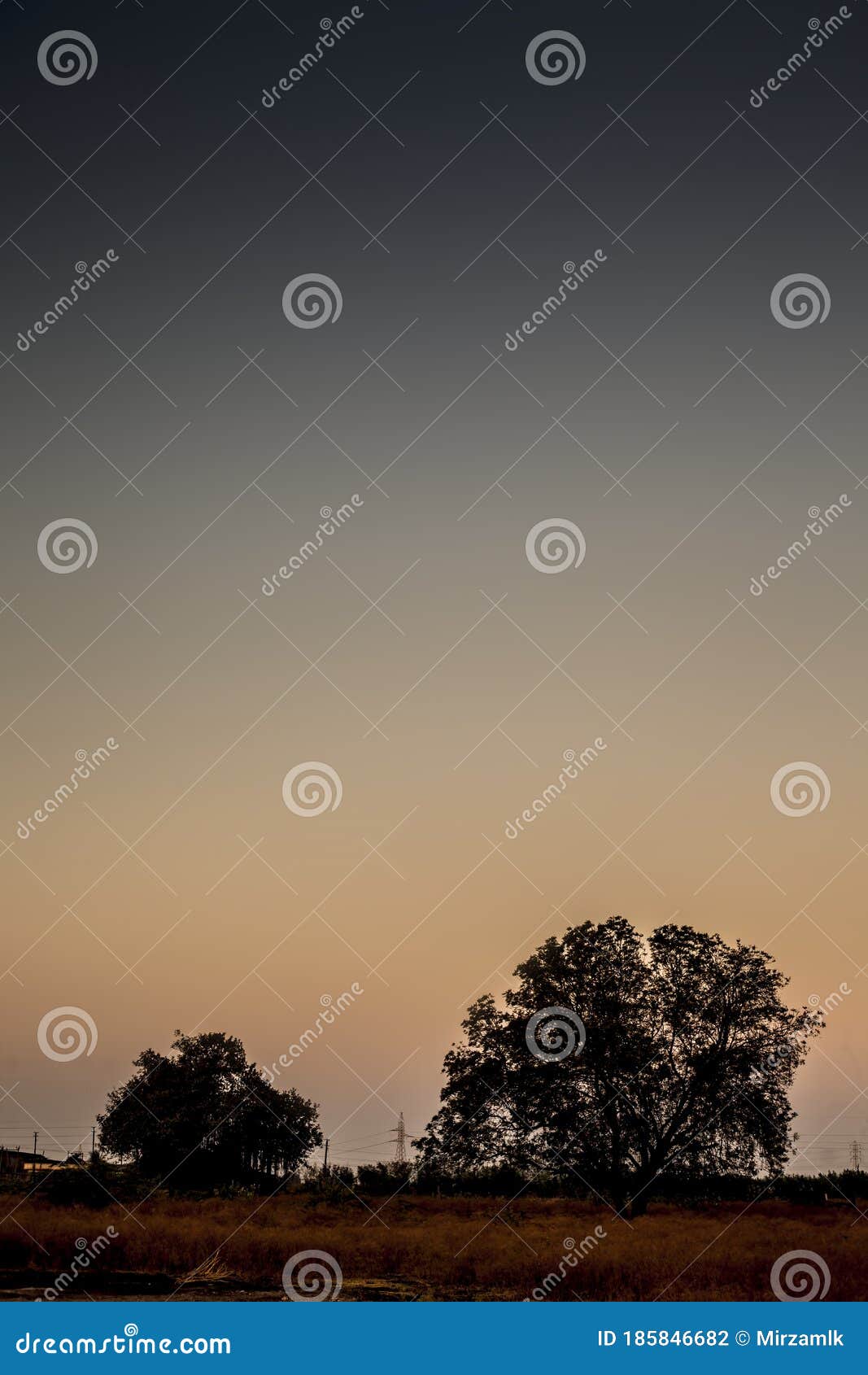 vertical shot of solitary trees during dusk time in the dried forest.concept of break up and sadness and loneliness.