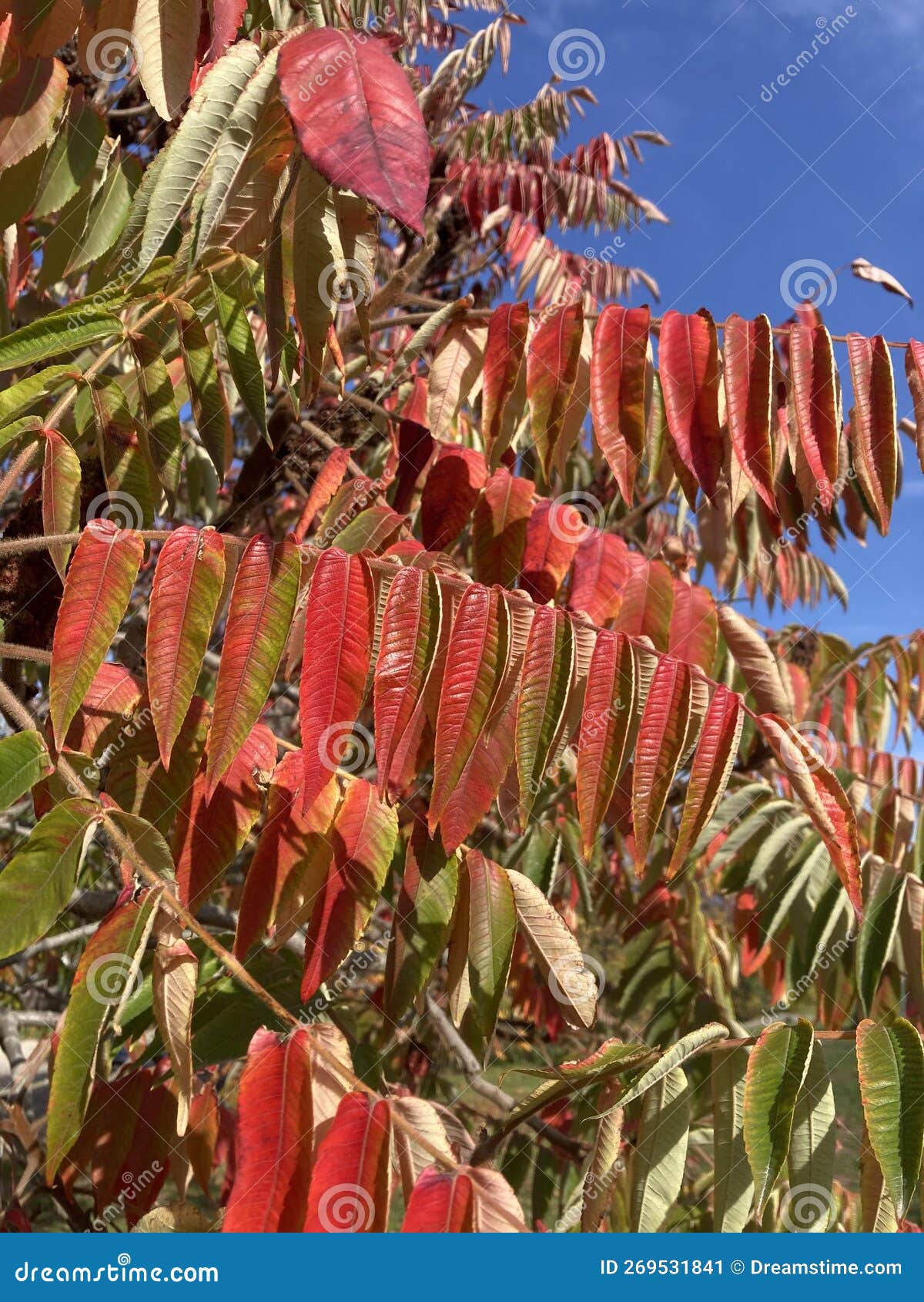 Vertical Shot of a Staghorn Sumac Plant Stock Image Image of color