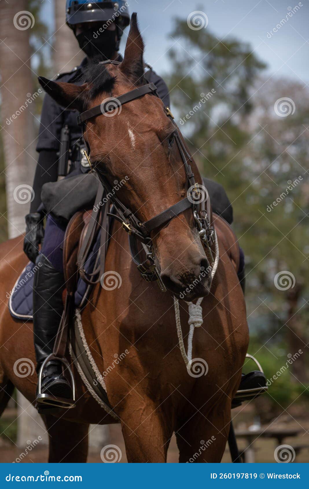 Vertical Shot of a Standardbred Horse Stock Image Image of rider