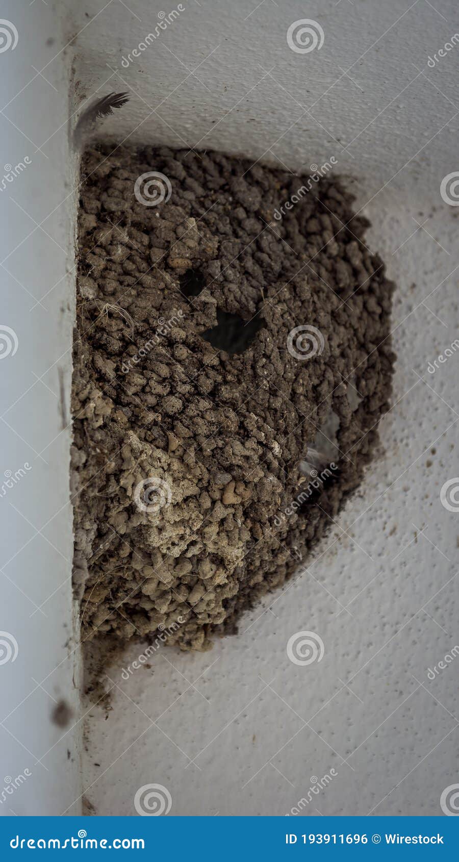 vertical shot of a swallow`s nest neatly attached to a wall