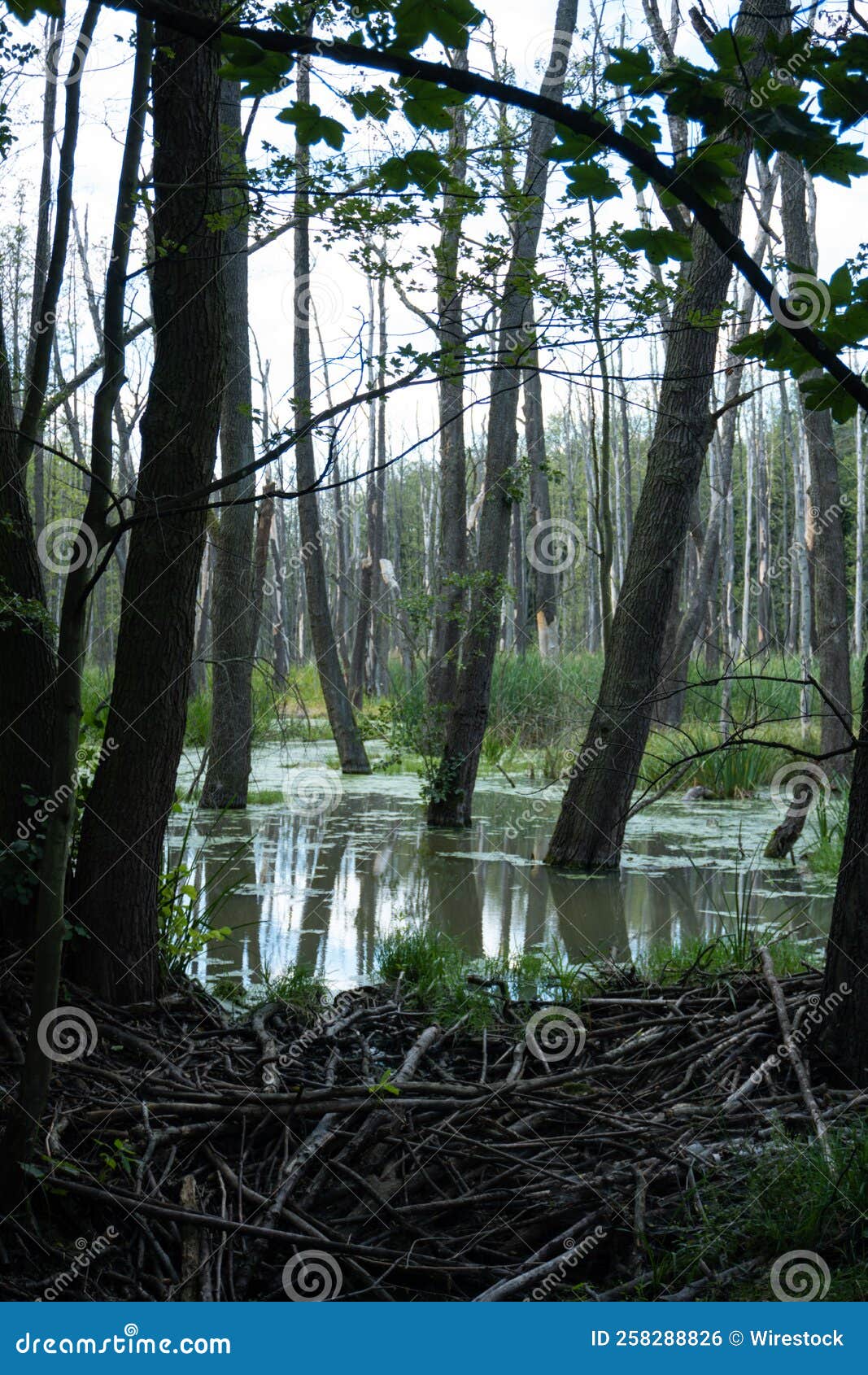 Vertical Shot of Tall Trees Growing in a Swamp Stock Photo Image of