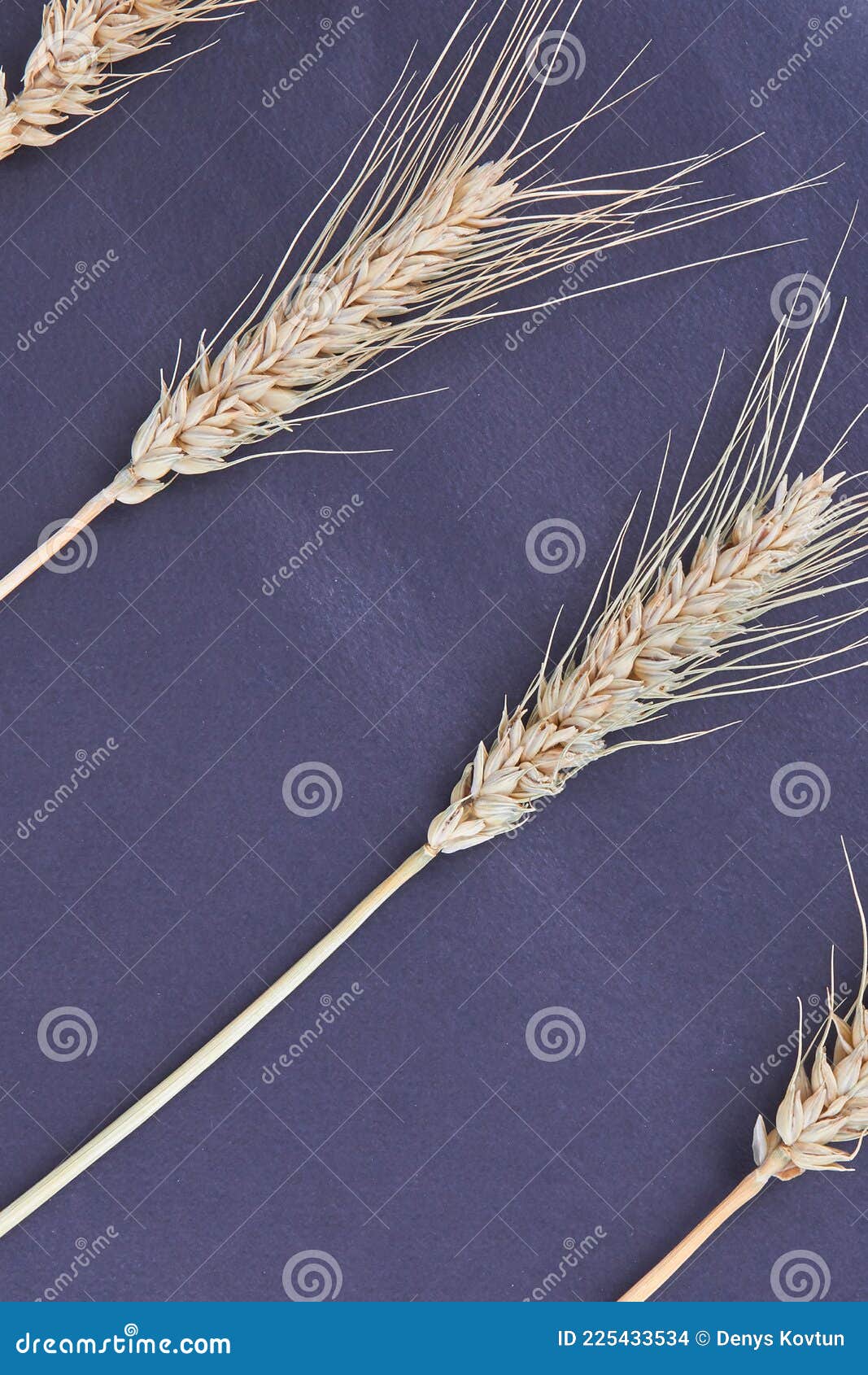 Vertical Shot Wheat Spikeletes Isolated On Black ...