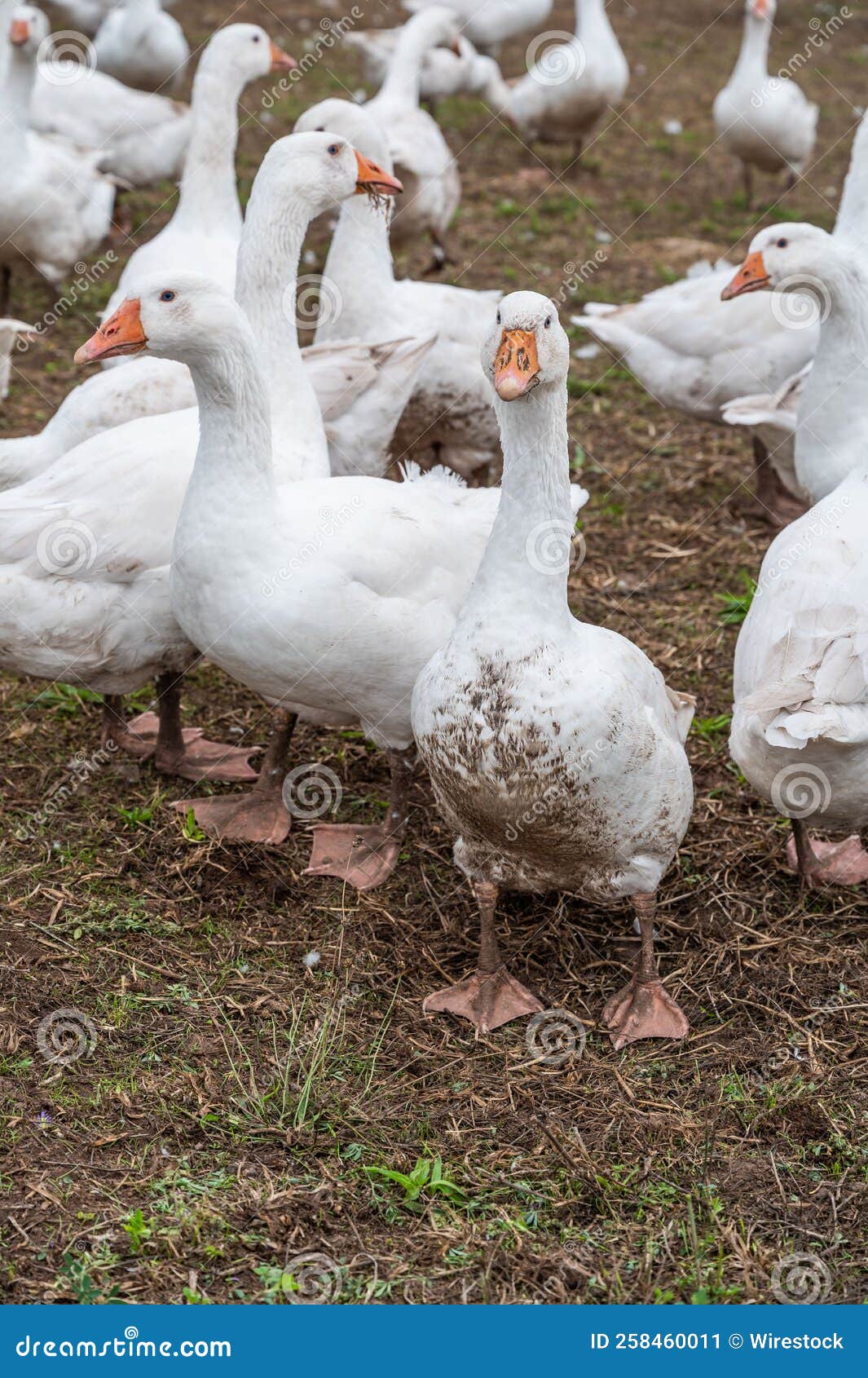 Vertical Shot of White Geese on a Farm Stock Image Image of farming