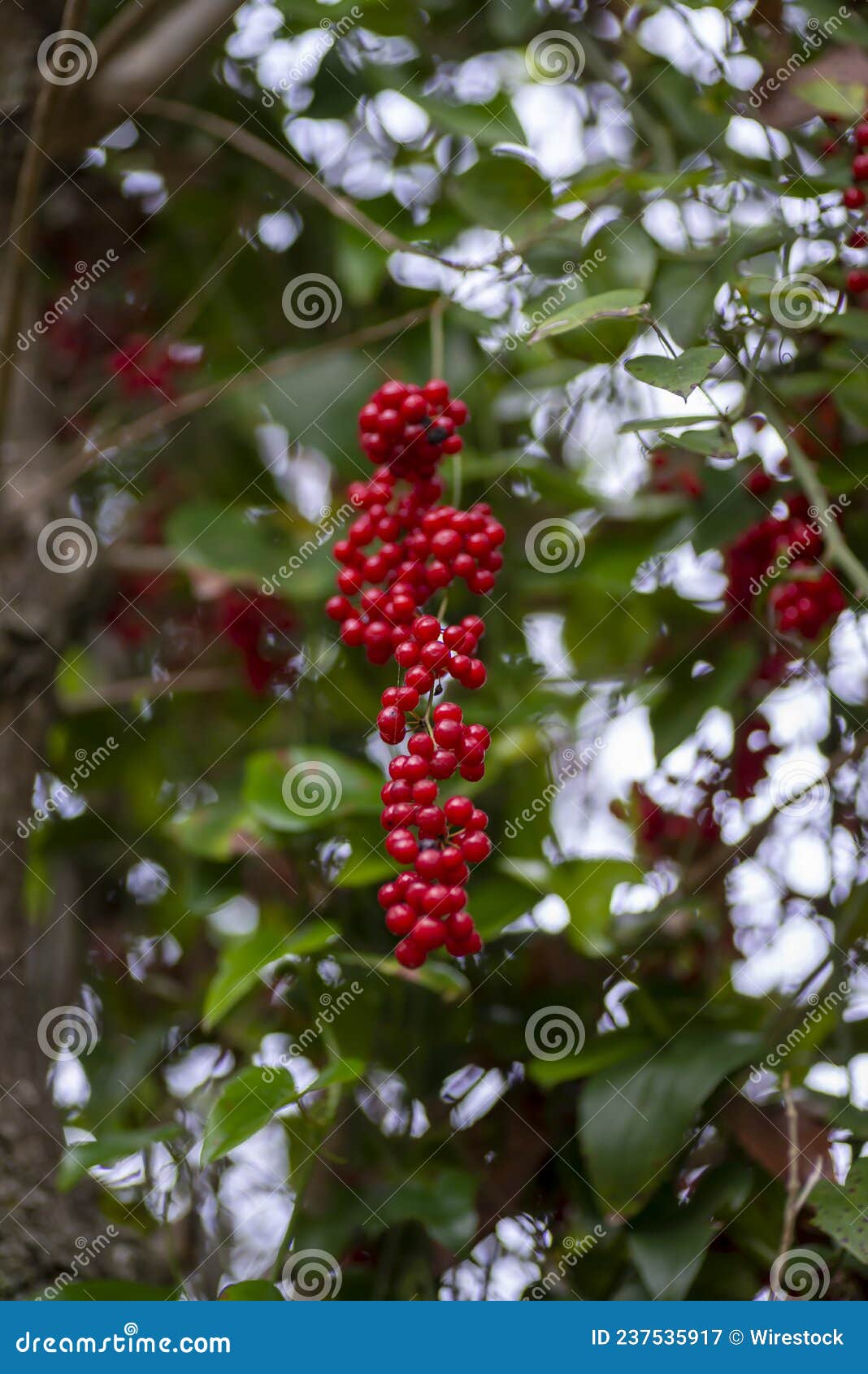vertical shot of wild cluster berries born from a wild primavara plant