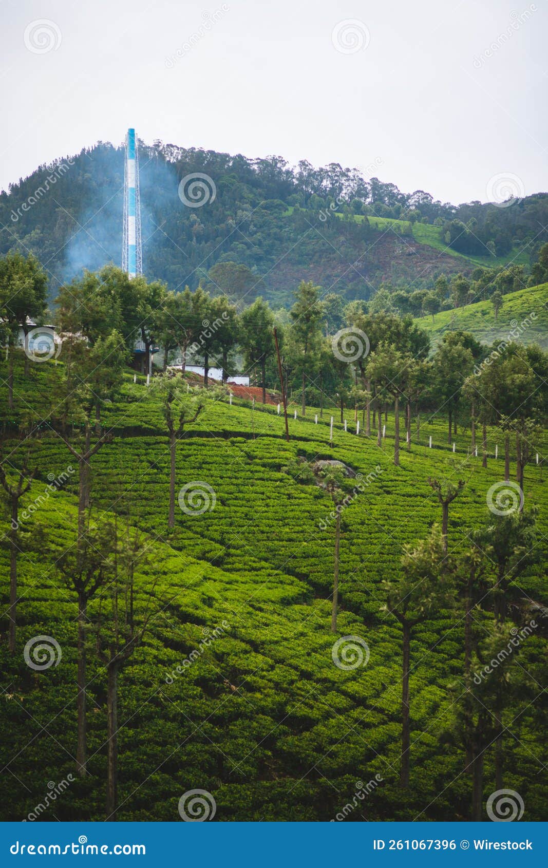 Vertical of Tea Bush Plants Growing on Hills. Stock Photo Image of flora, season 261067396